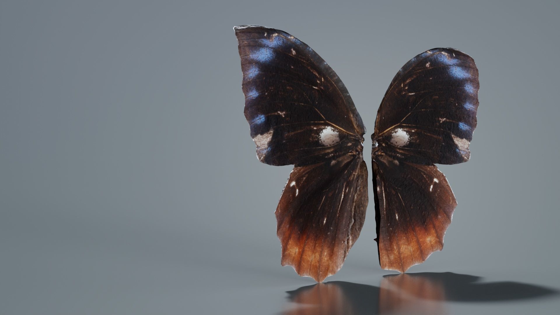 Common Palmfly Low-poly 3D model_4