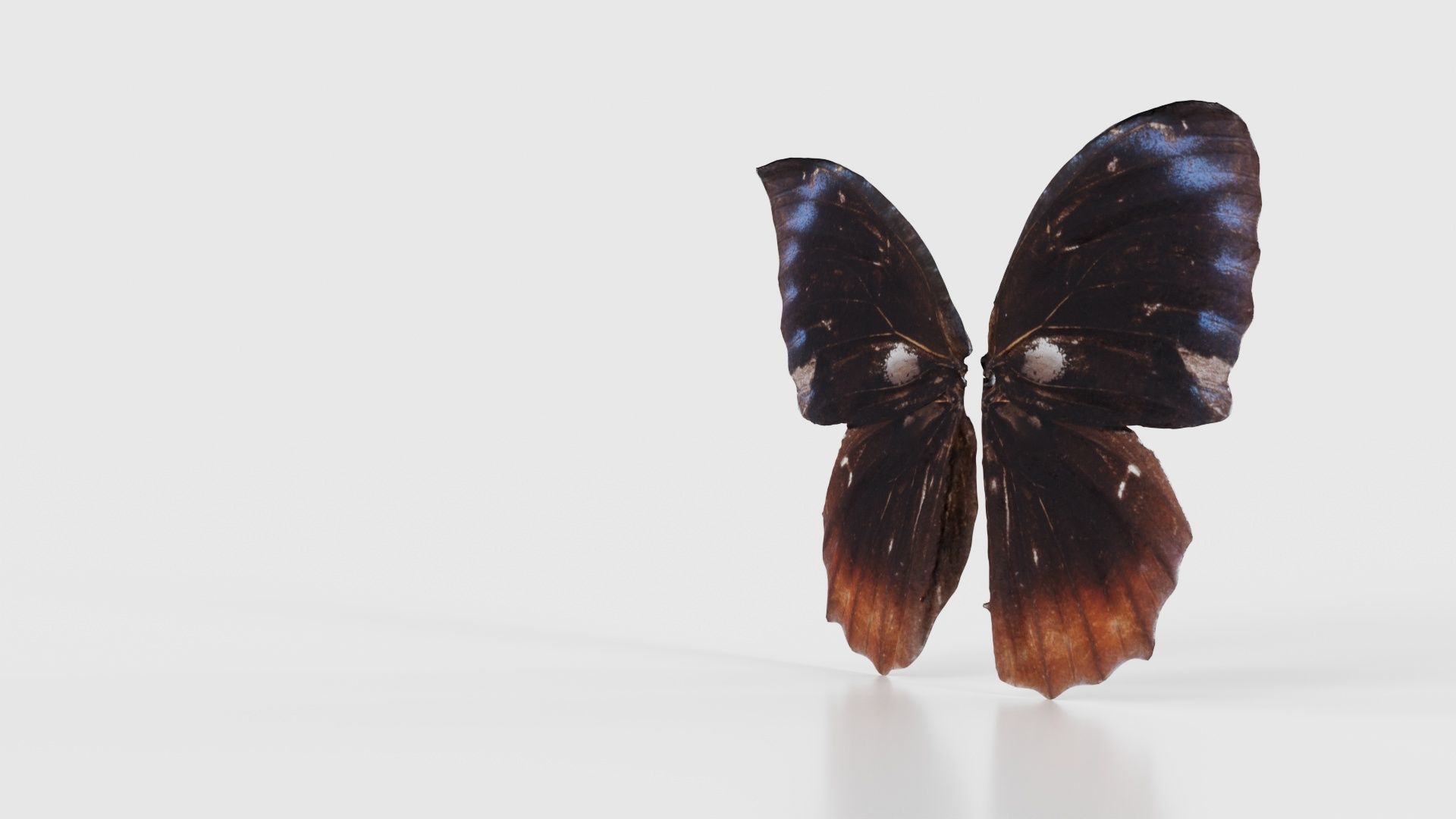 Common Palmfly Low-poly 3D model_25