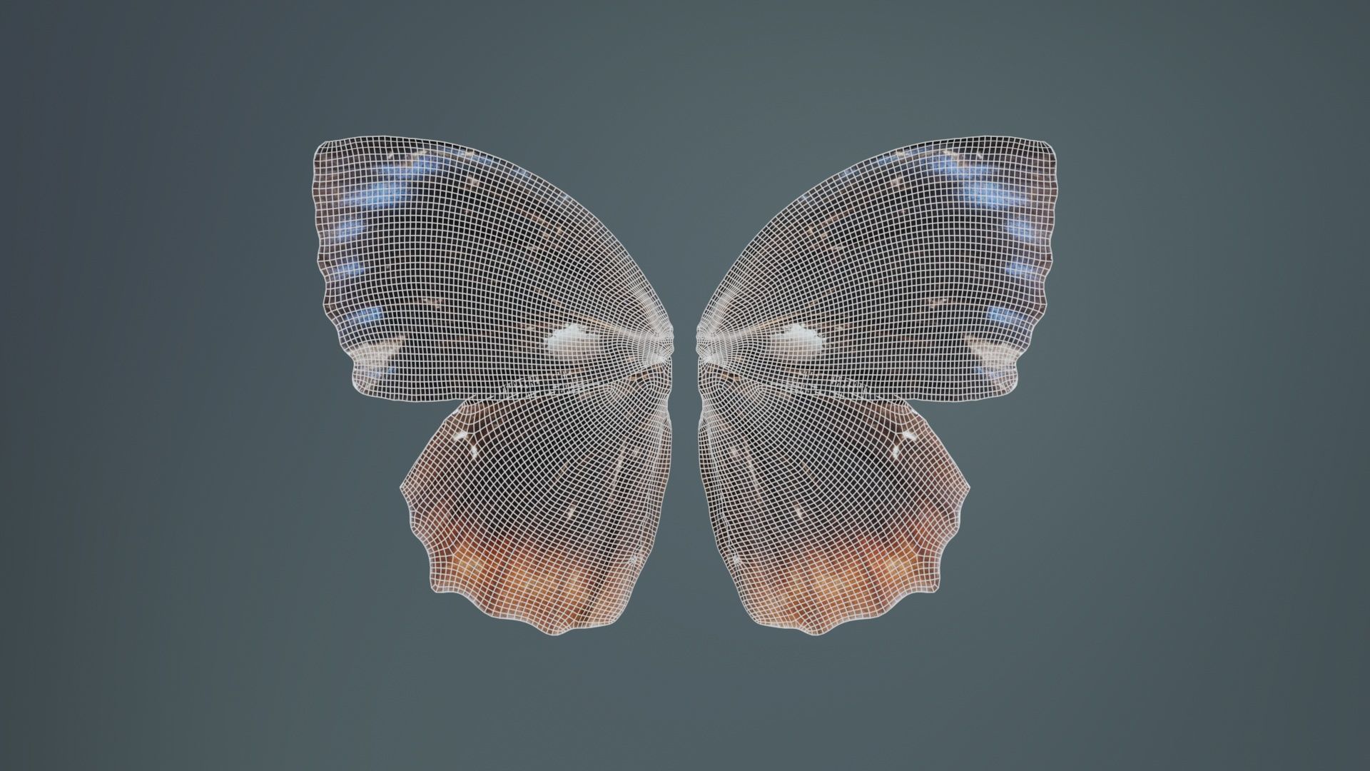Common Palmfly Low-poly 3D model_9