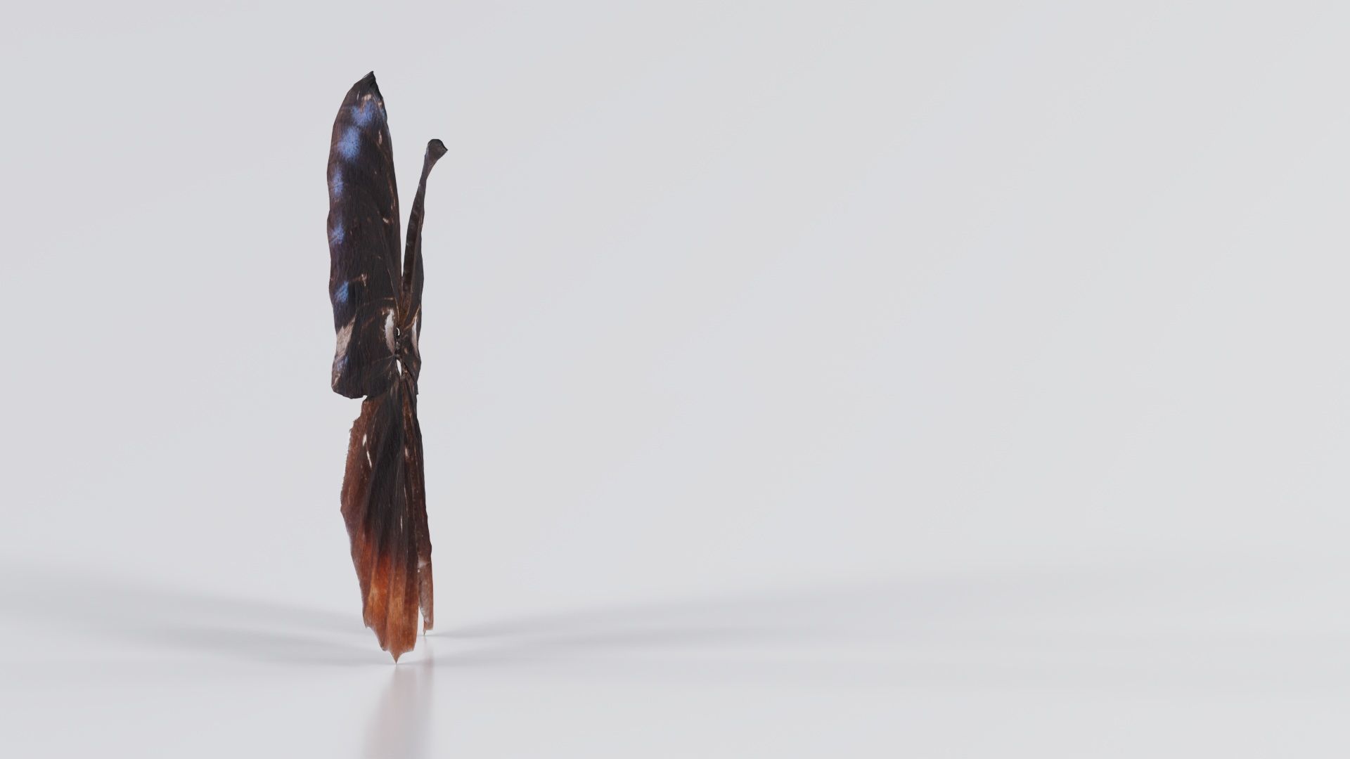 Common Palmfly Low-poly 3D model_5