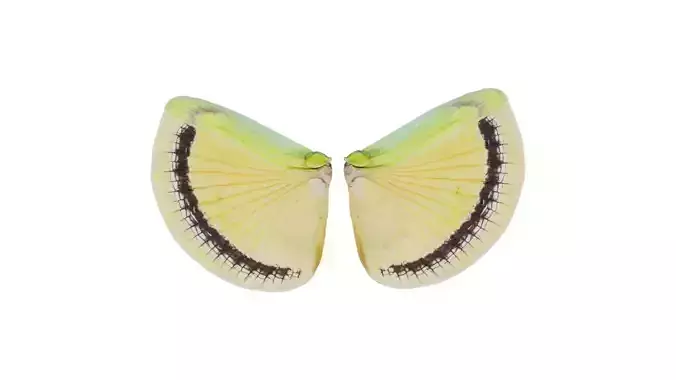 Clouded Sulphur Colias Low-poly 3D model