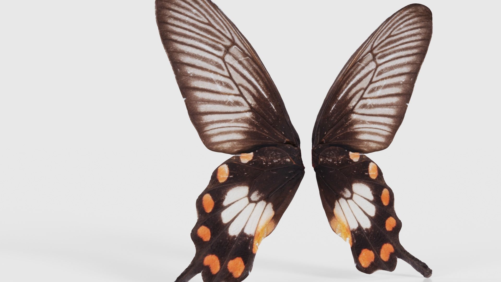 Common Rose Low-poly 3D model_22