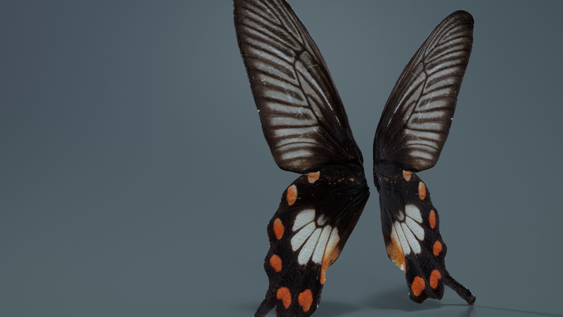 Common Rose Low-poly 3D model_1