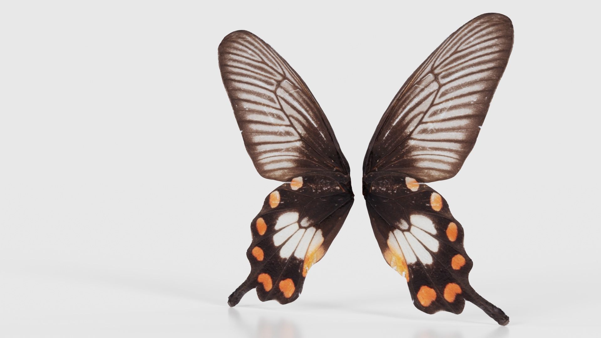 Common Rose Low-poly 3D model_26