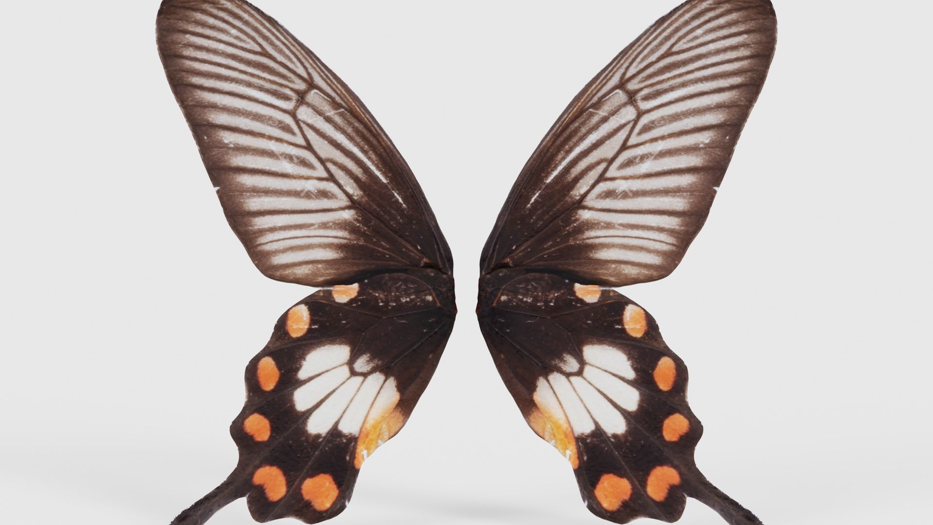 Common Rose Low-poly 3D model_21