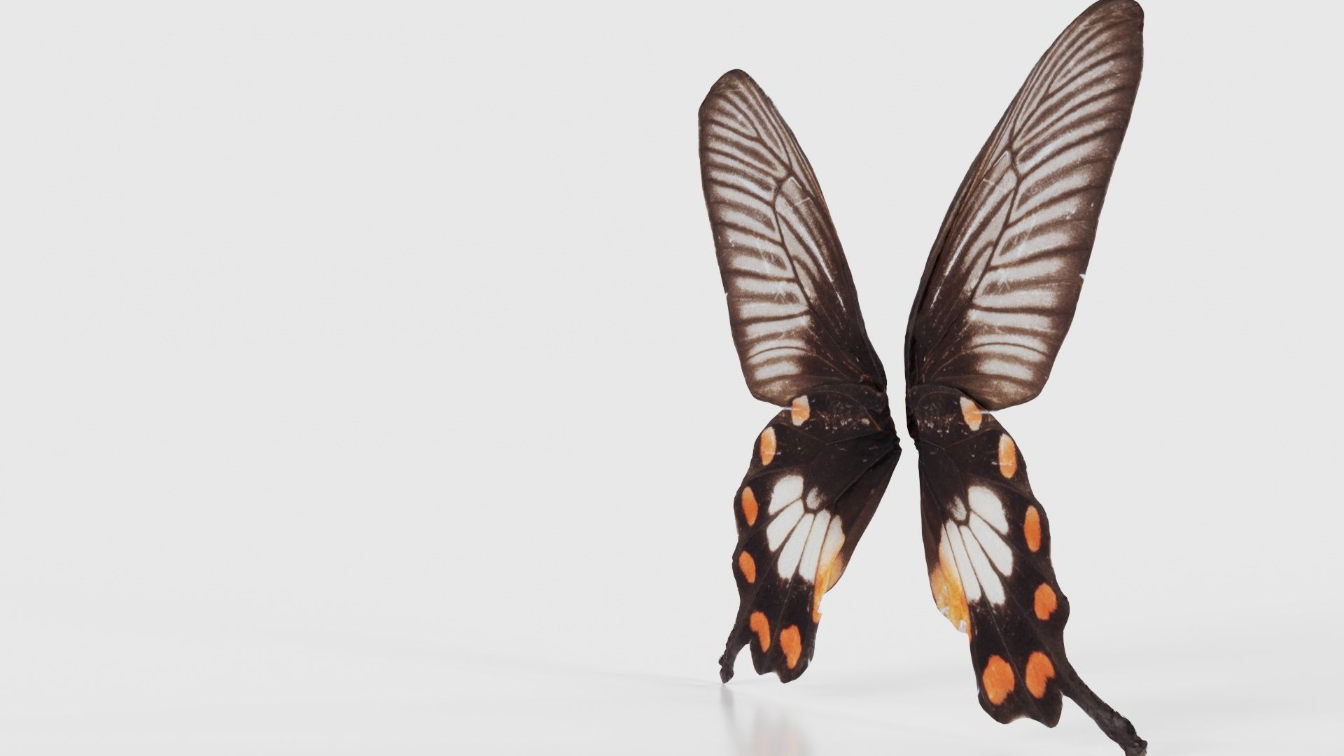 Common Rose Low-poly 3D model_25