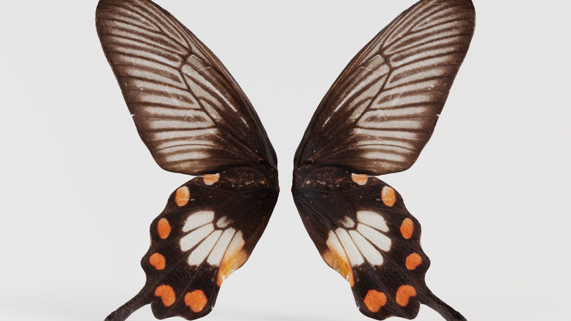 Common Rose Low-poly 3D model_5