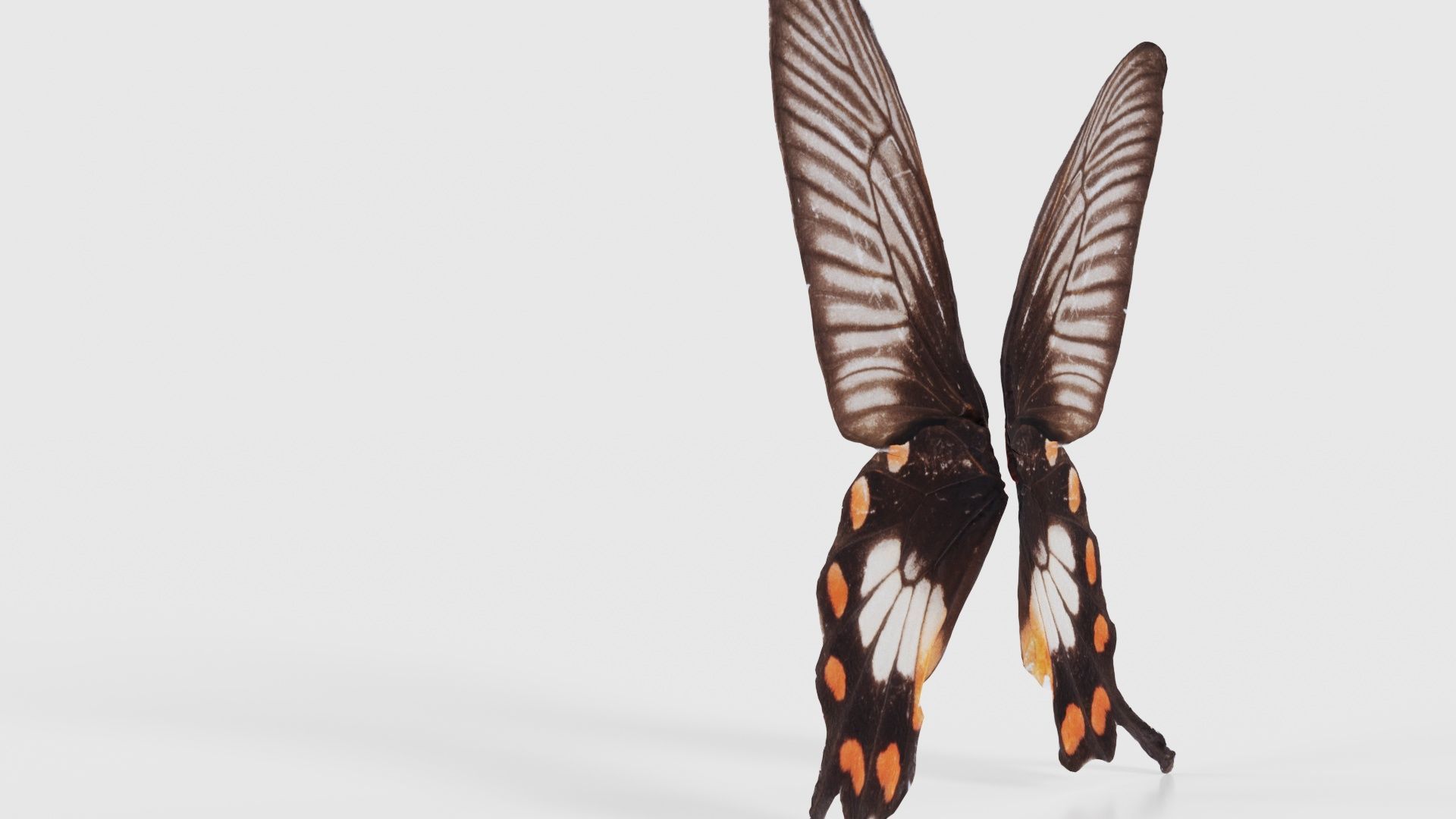 Common Rose Low-poly 3D model_23