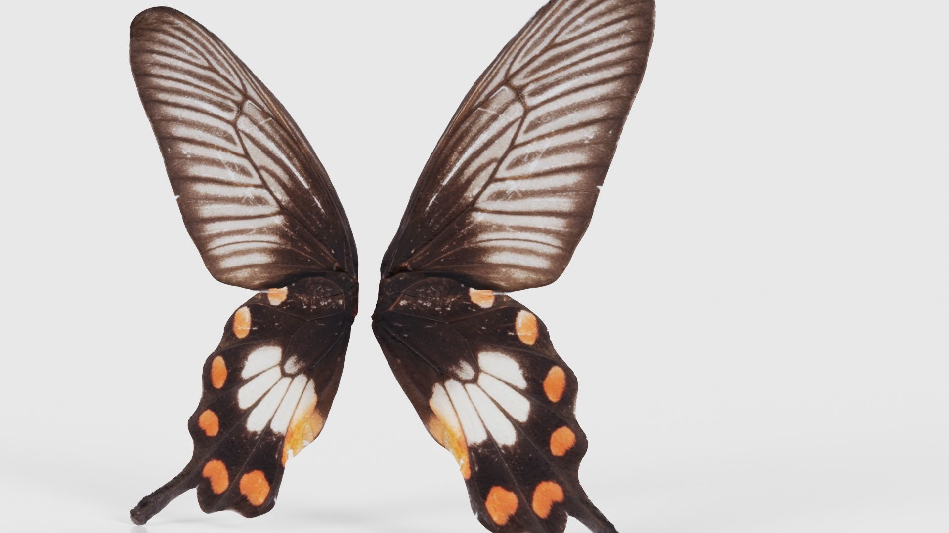 Common Rose Low-poly 3D model_20