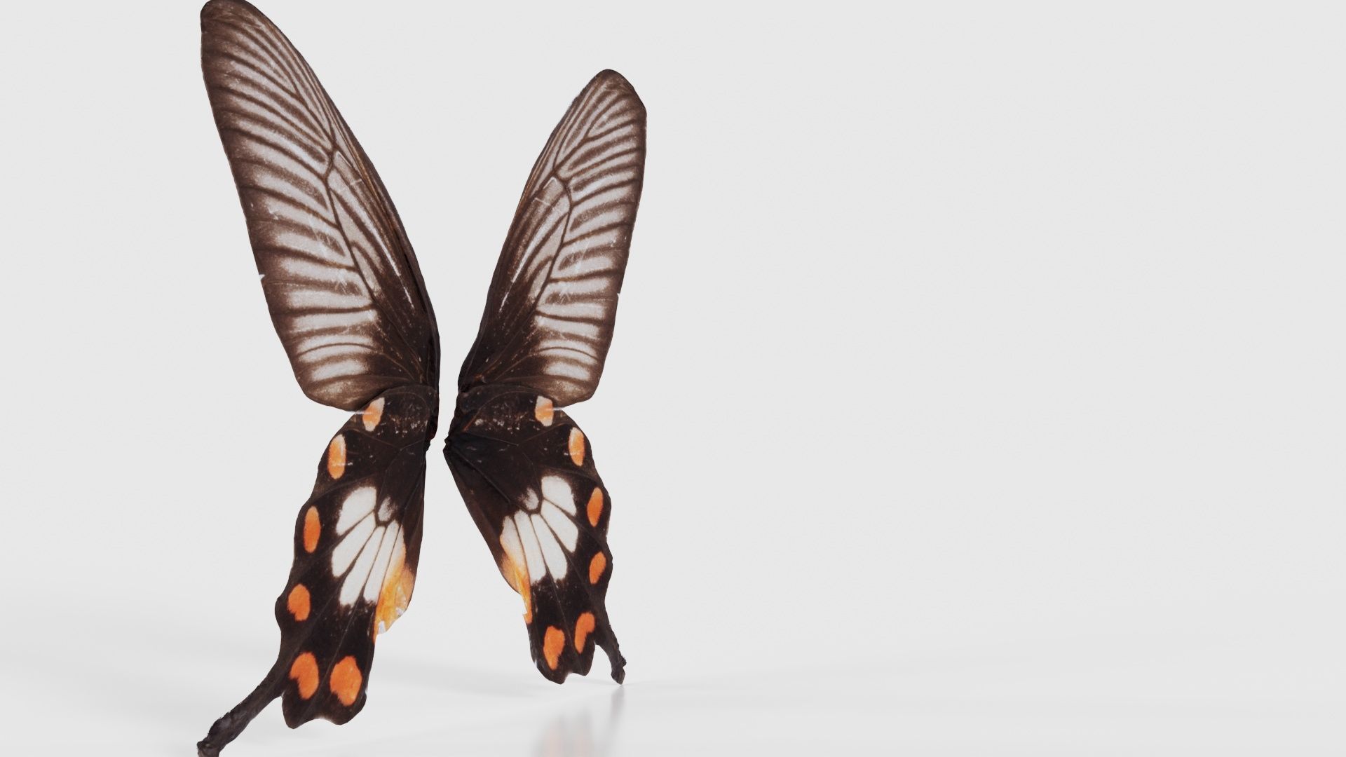 Common Rose Low-poly 3D model_17