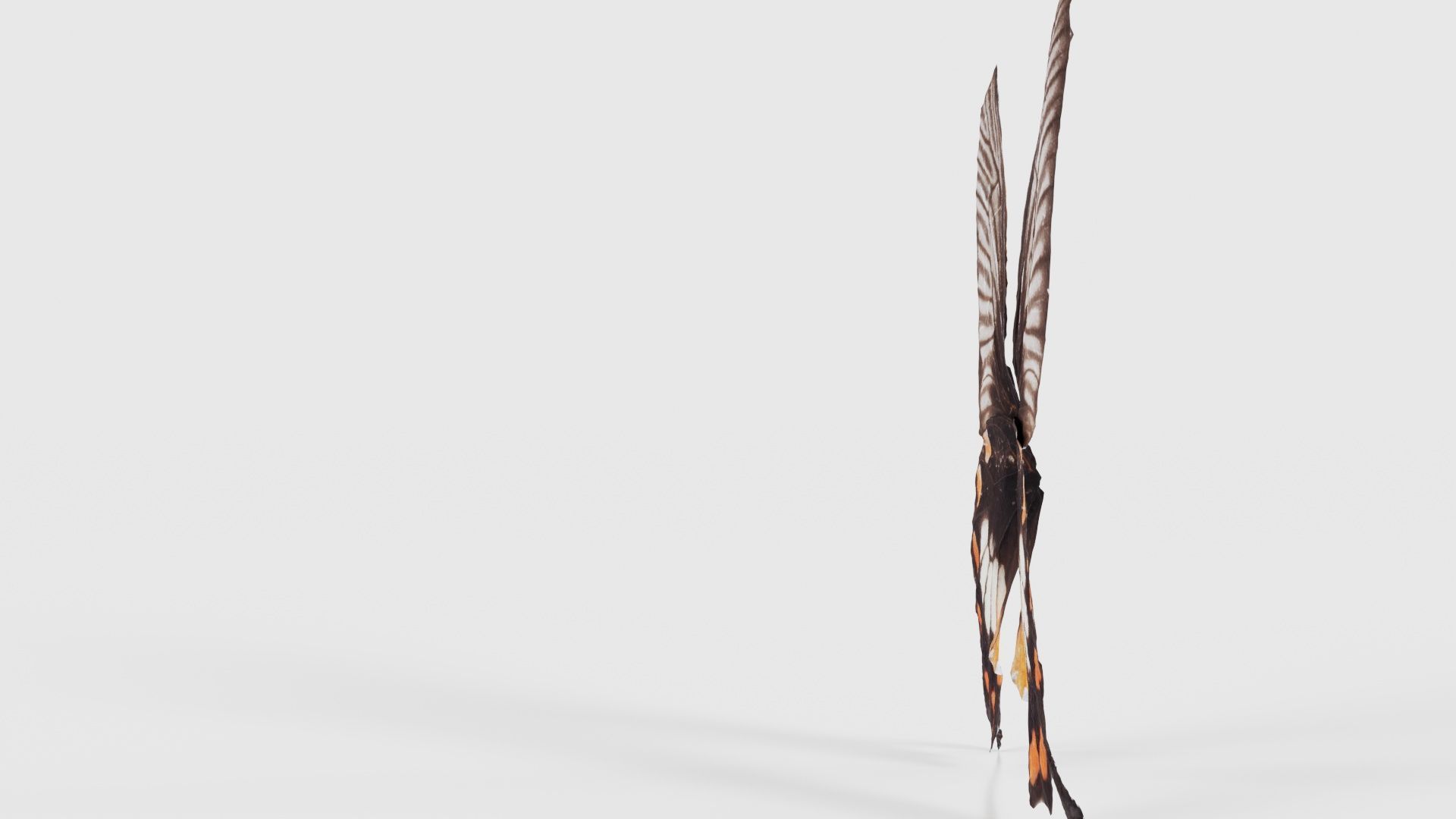 Common Rose Low-poly 3D model_24