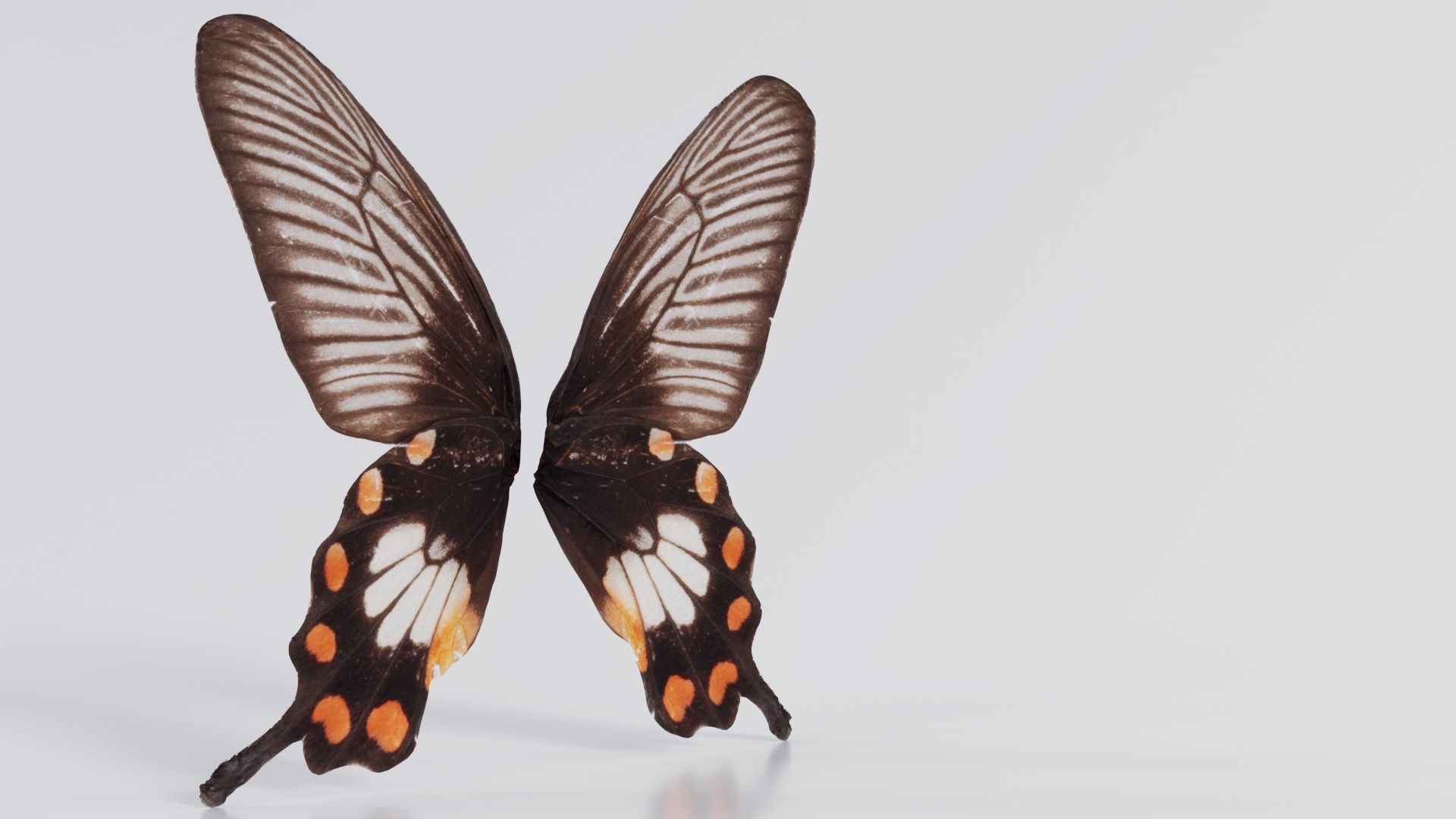 Common Rose Low-poly 3D model_3