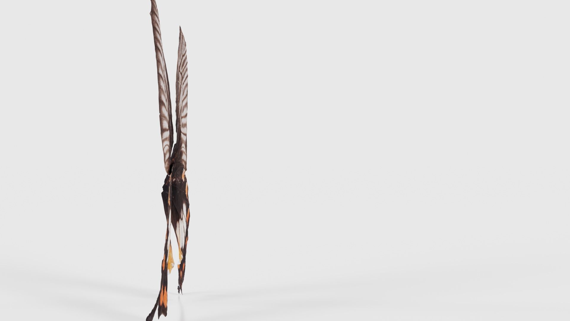 Common Rose Low-poly 3D model_18