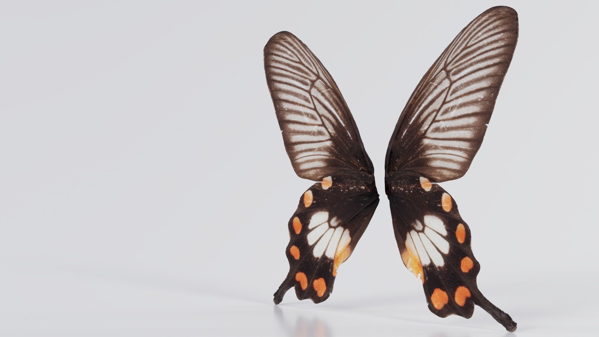 Common Rose Low-poly 3D model_4