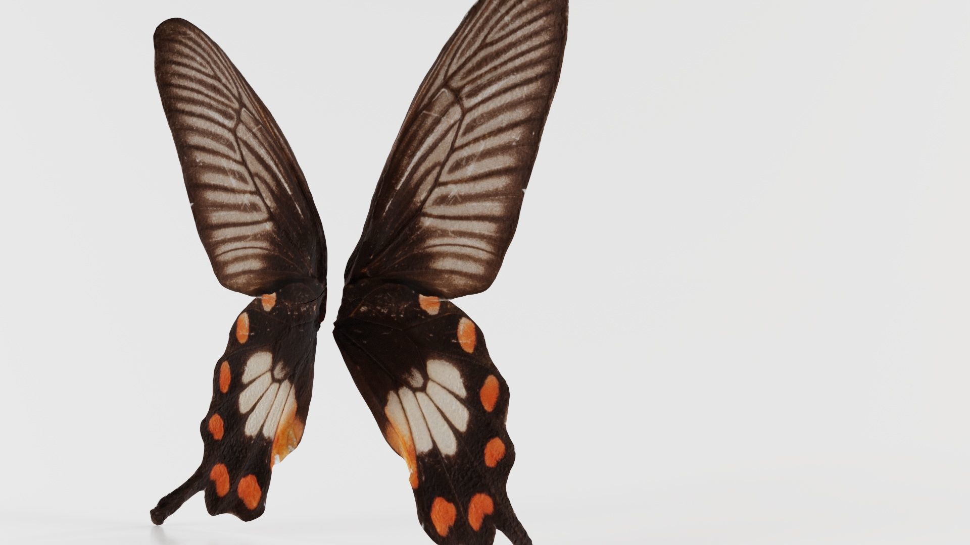 Common Rose Low-poly 3D model_7