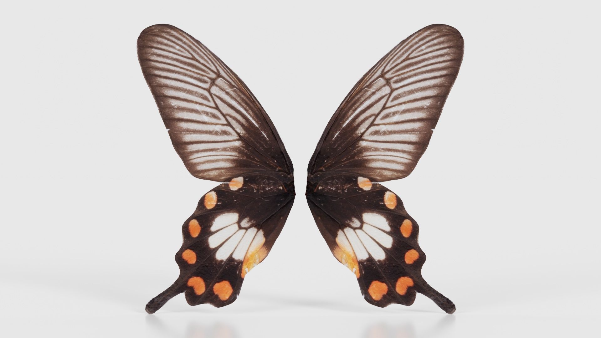 Common Rose Low-poly 3D model_15