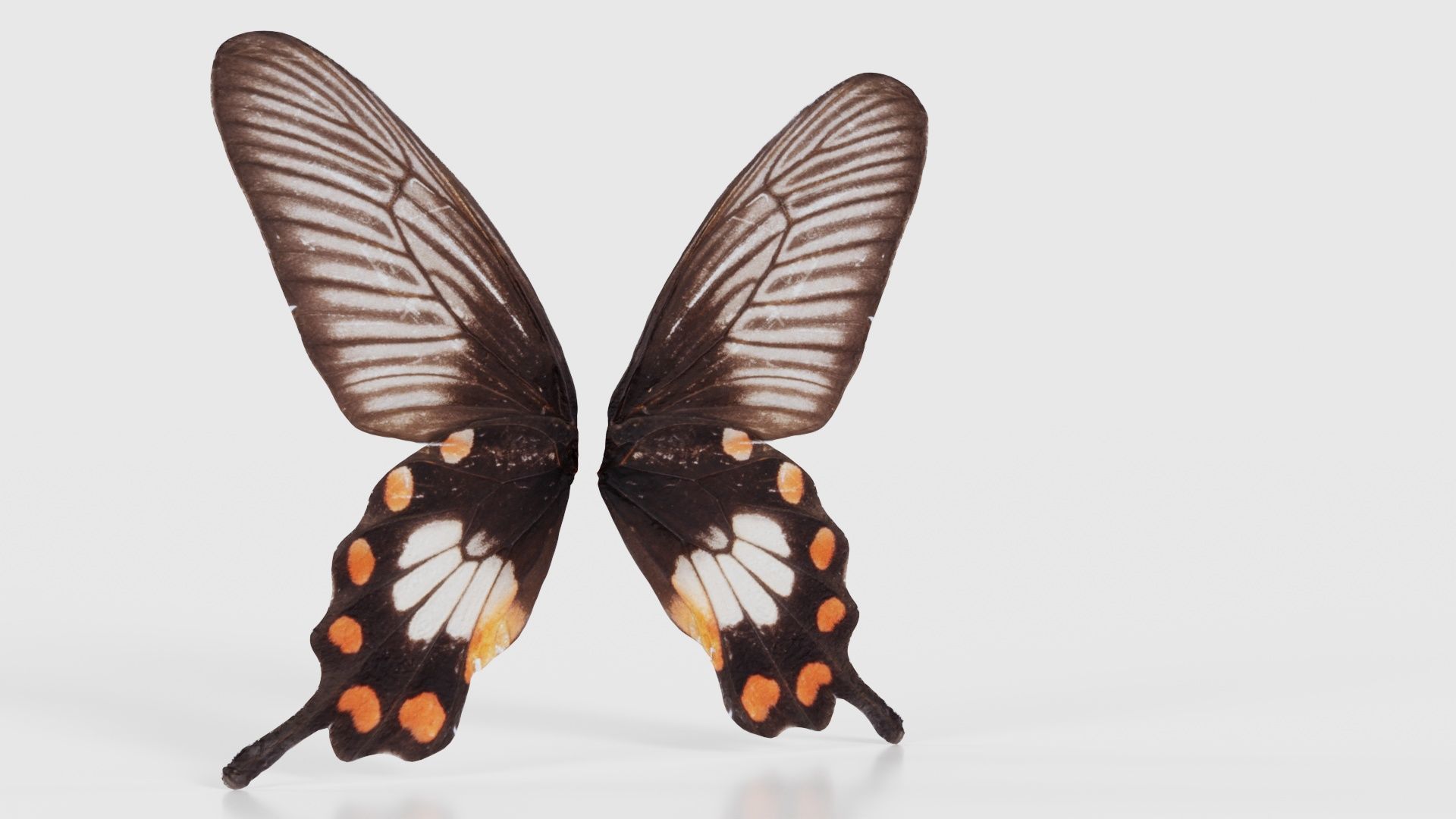 Common Rose Low-poly 3D model_16