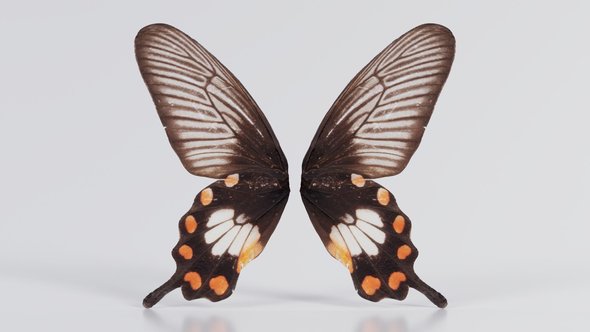 Common Rose Low-poly 3D model_2