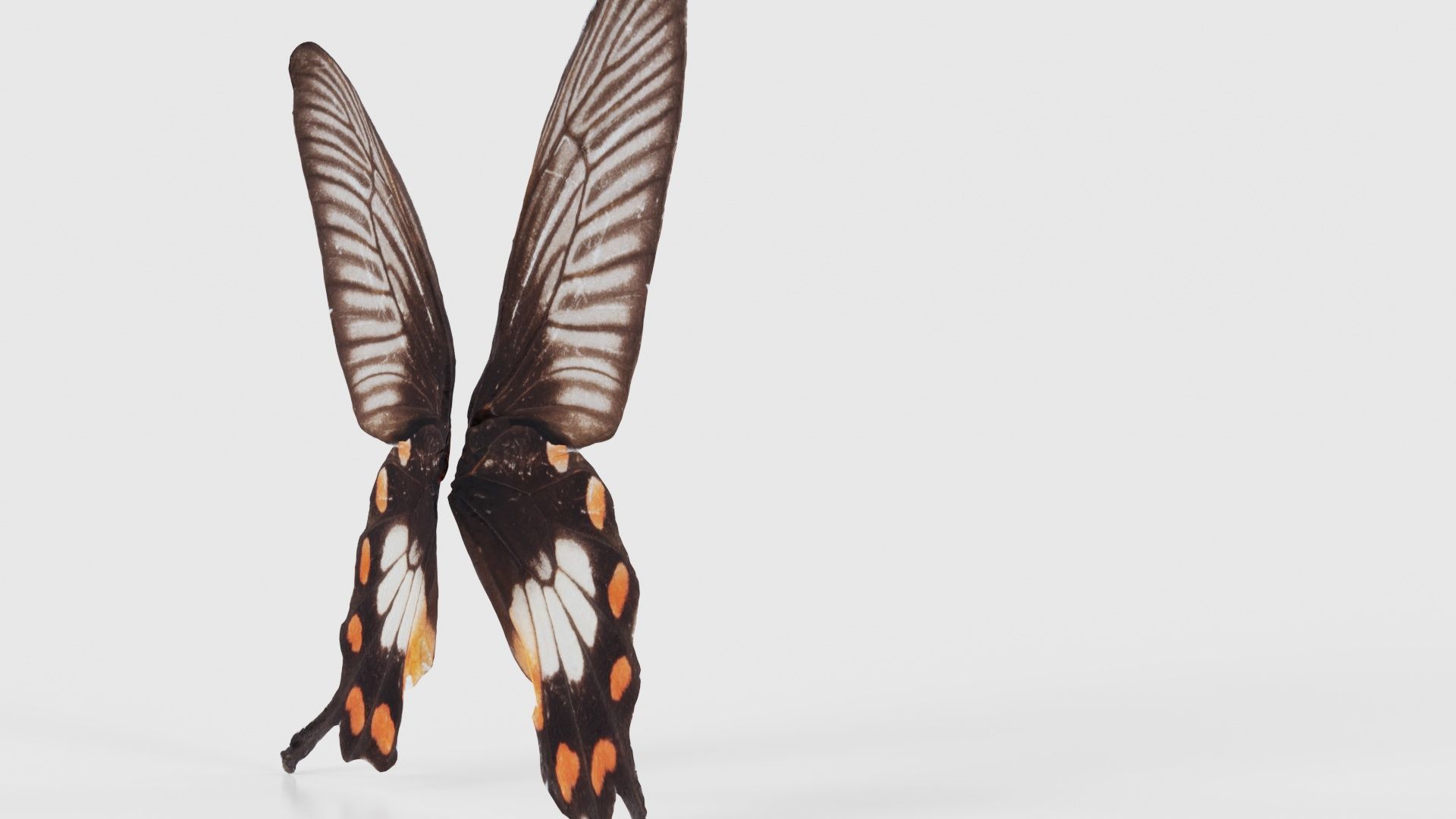 Common Rose Low-poly 3D model_19