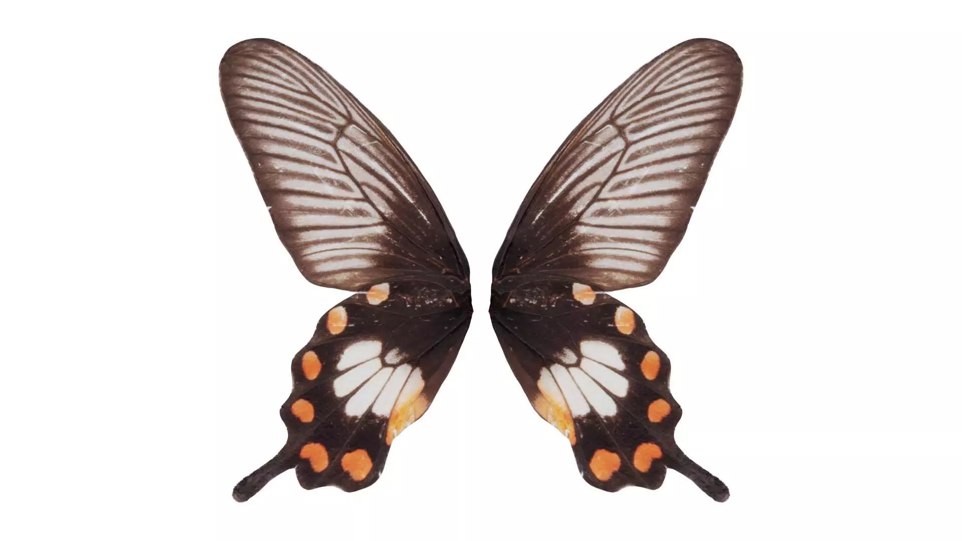 Common Rose Low-poly 3D model_0