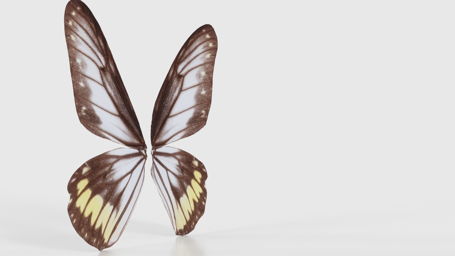 Common Rose Cethosia Biblis Low-poly 3D model_17