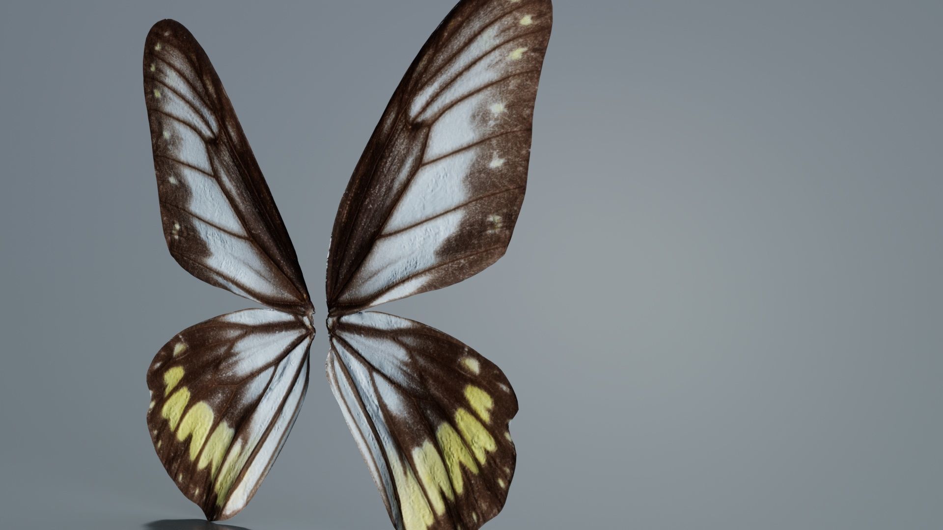 Common Rose Cethosia Biblis Low-poly 3D model_8