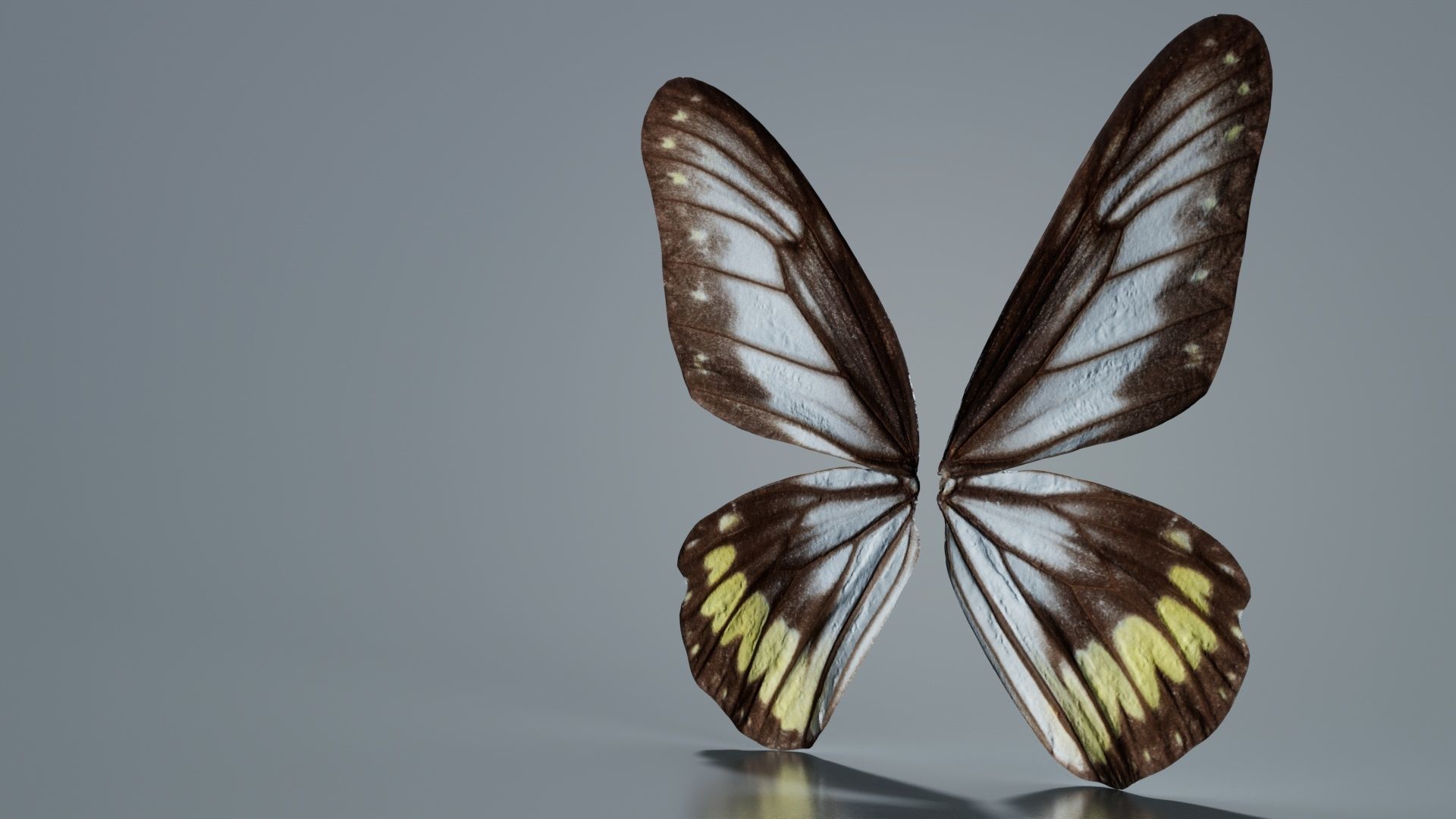 Common Rose Cethosia Biblis Low-poly 3D model_2