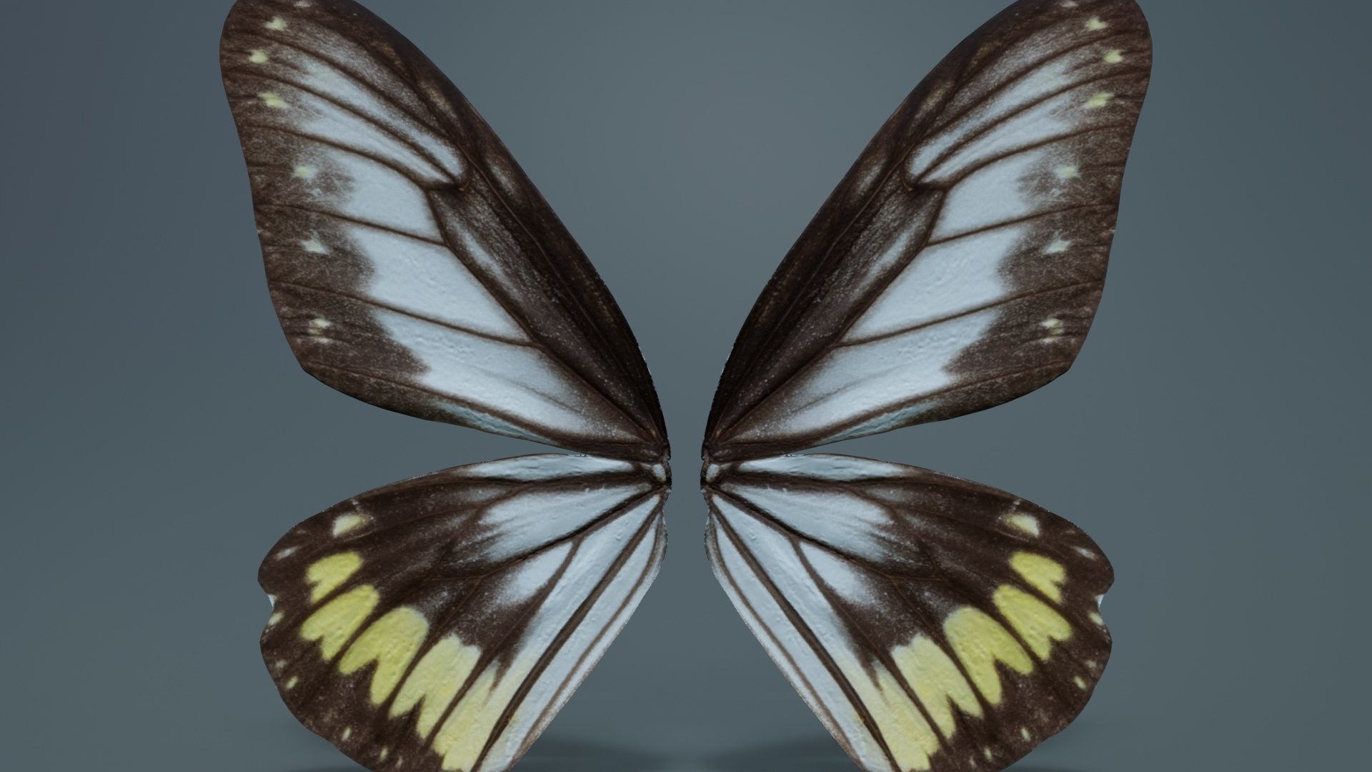 Common Rose Cethosia Biblis Low-poly 3D model_7