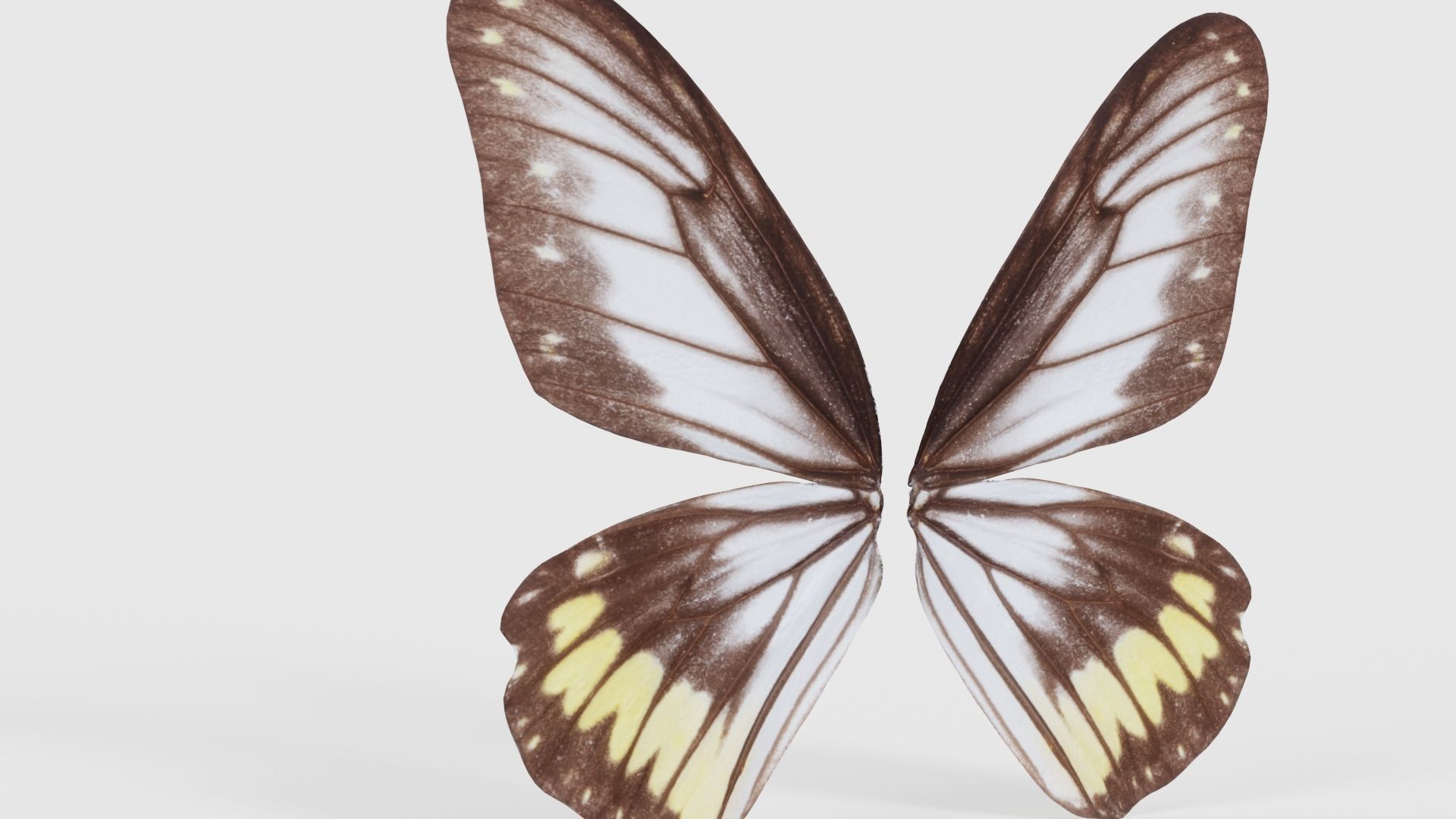 Common Rose Cethosia Biblis Low-poly 3D model_22