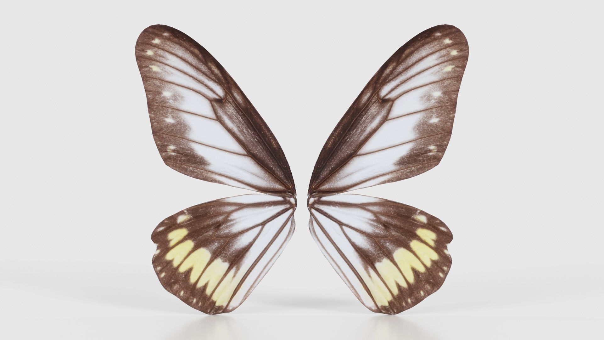 Common Rose Cethosia Biblis Low-poly 3D model_15