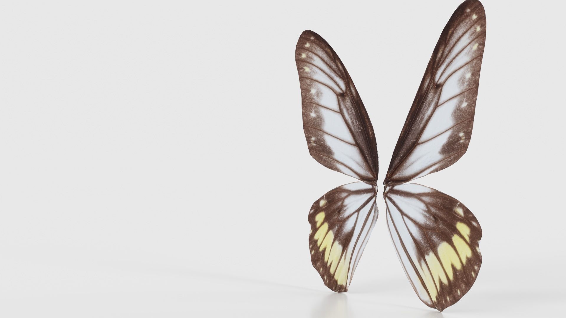 Common Rose Cethosia Biblis Low-poly 3D model_25