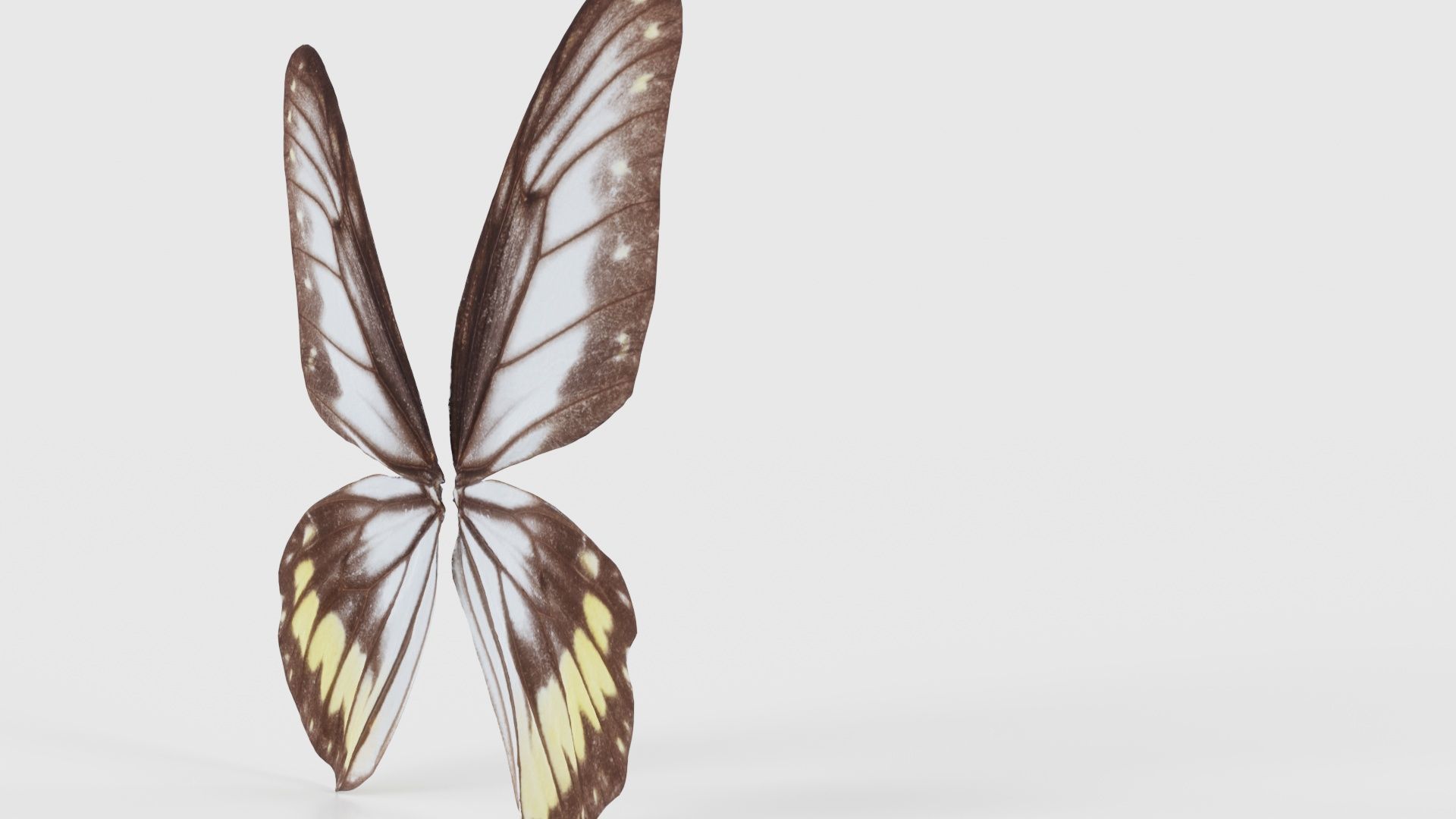 Common Rose Cethosia Biblis Low-poly 3D model_19