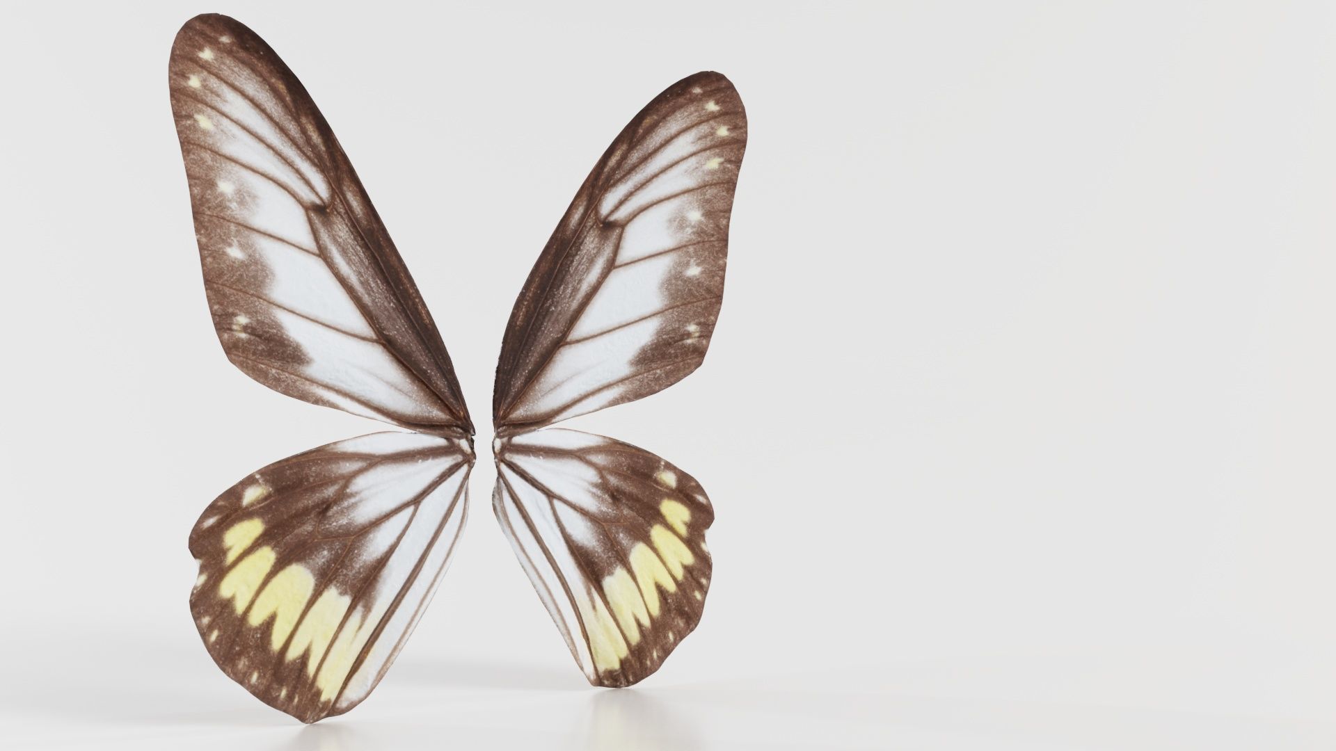 Common Rose Cethosia Biblis Low-poly 3D model_3