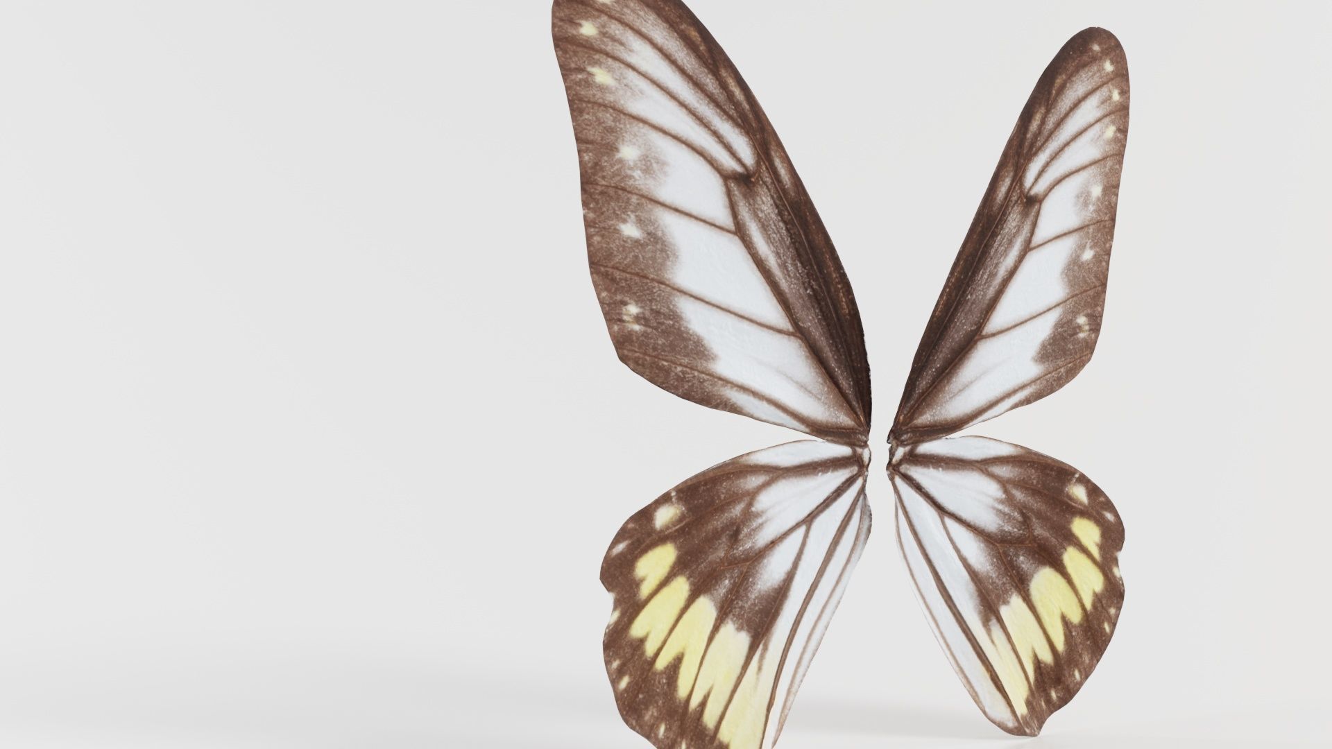 Common Rose Cethosia Biblis Low-poly 3D model_6