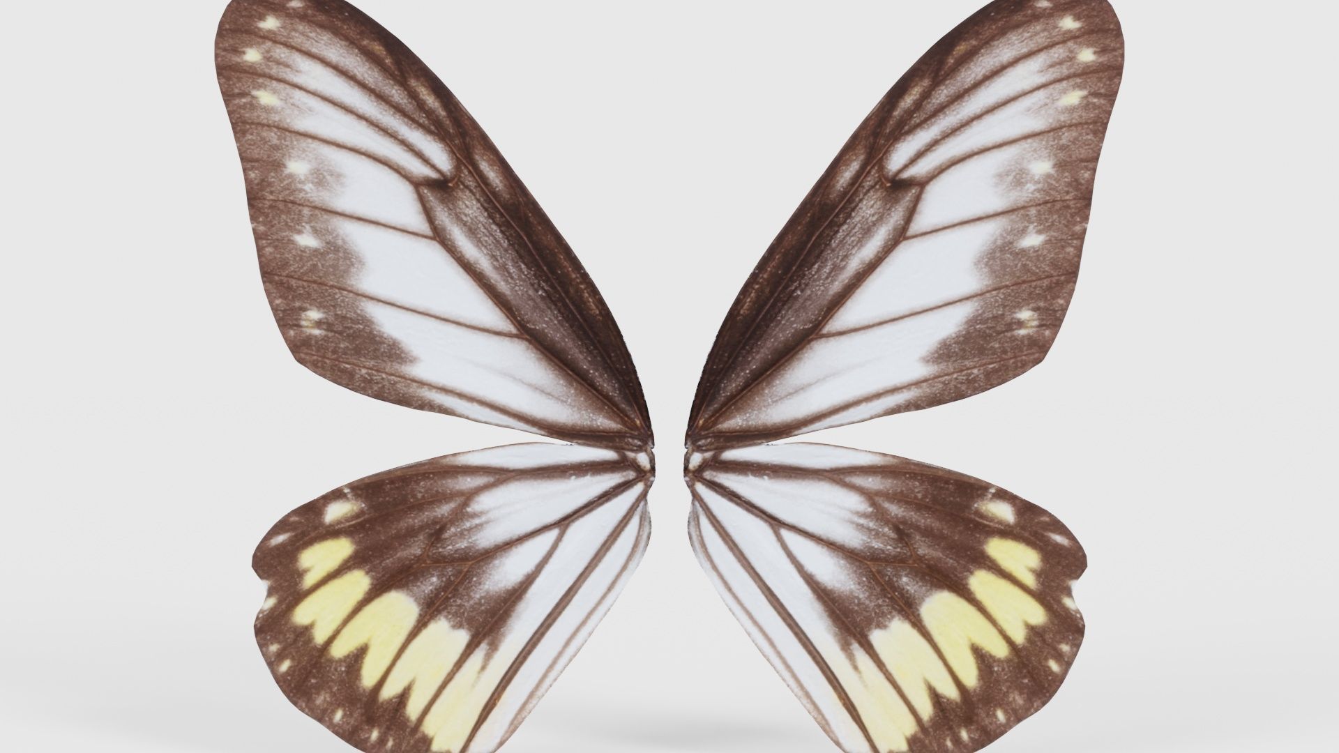 Common Rose Cethosia Biblis Low-poly 3D model_21