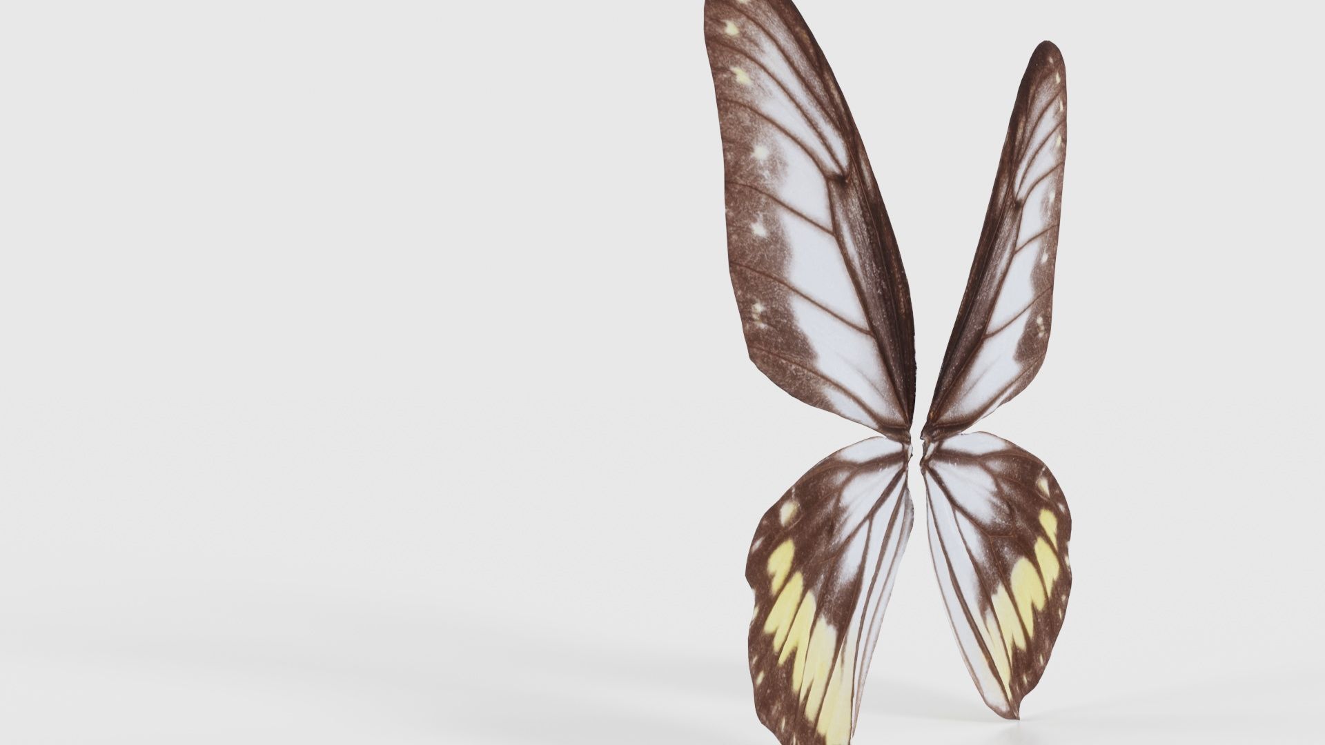 Common Rose Cethosia Biblis Low-poly 3D model_23