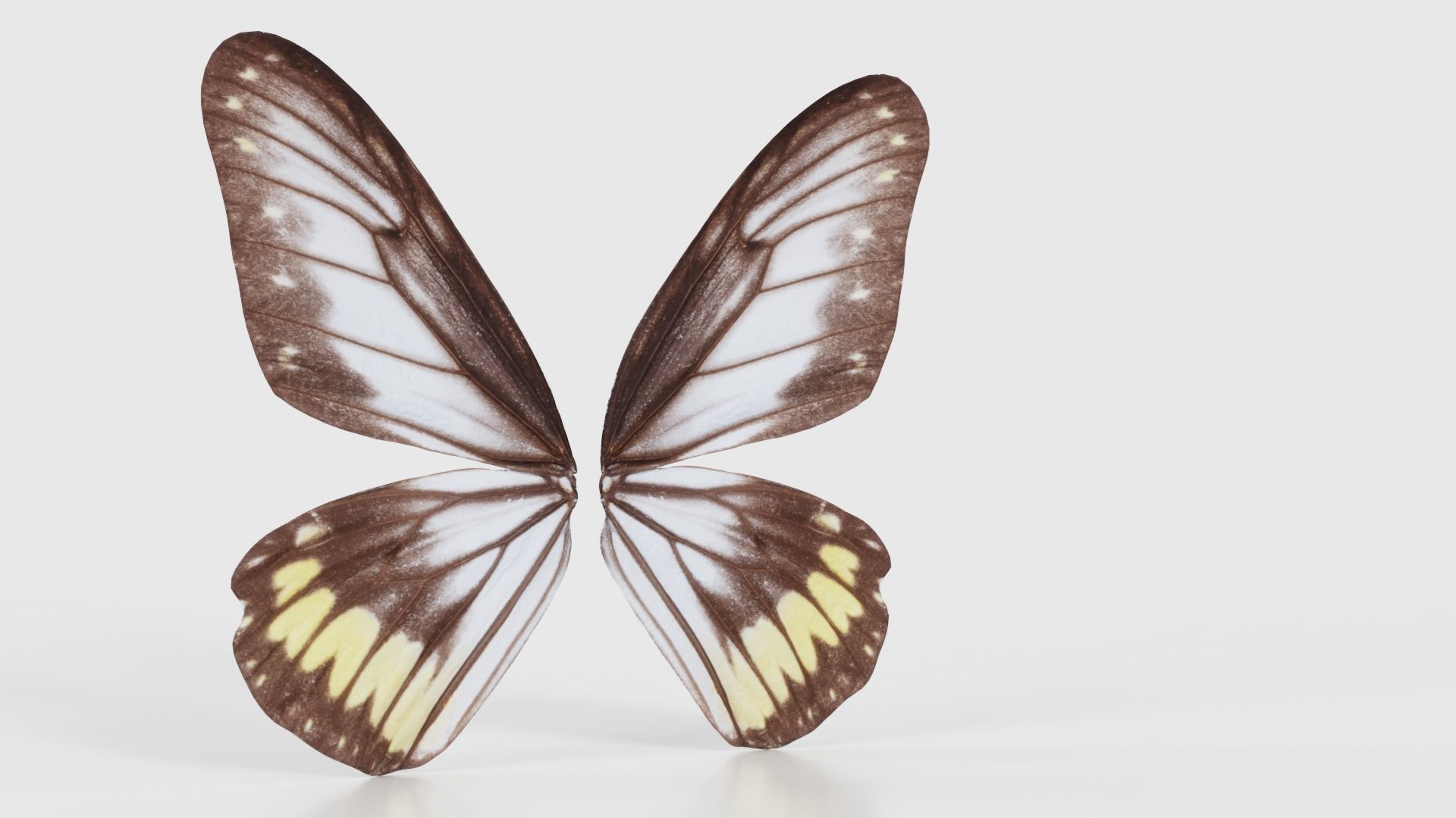 Common Rose Cethosia Biblis Low-poly 3D model_16