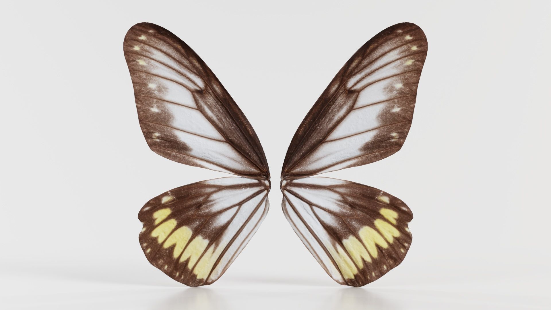 Common Rose Cethosia Biblis Low-poly 3D model_1