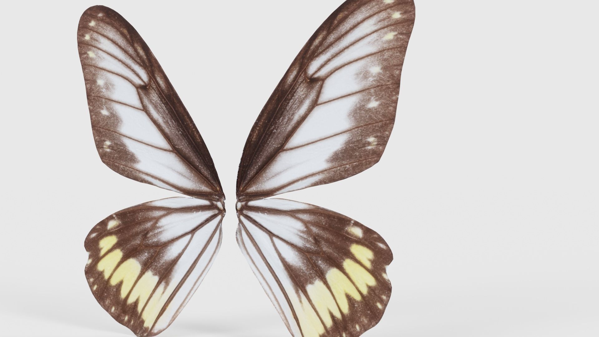 Common Rose Cethosia Biblis Low-poly 3D model_20