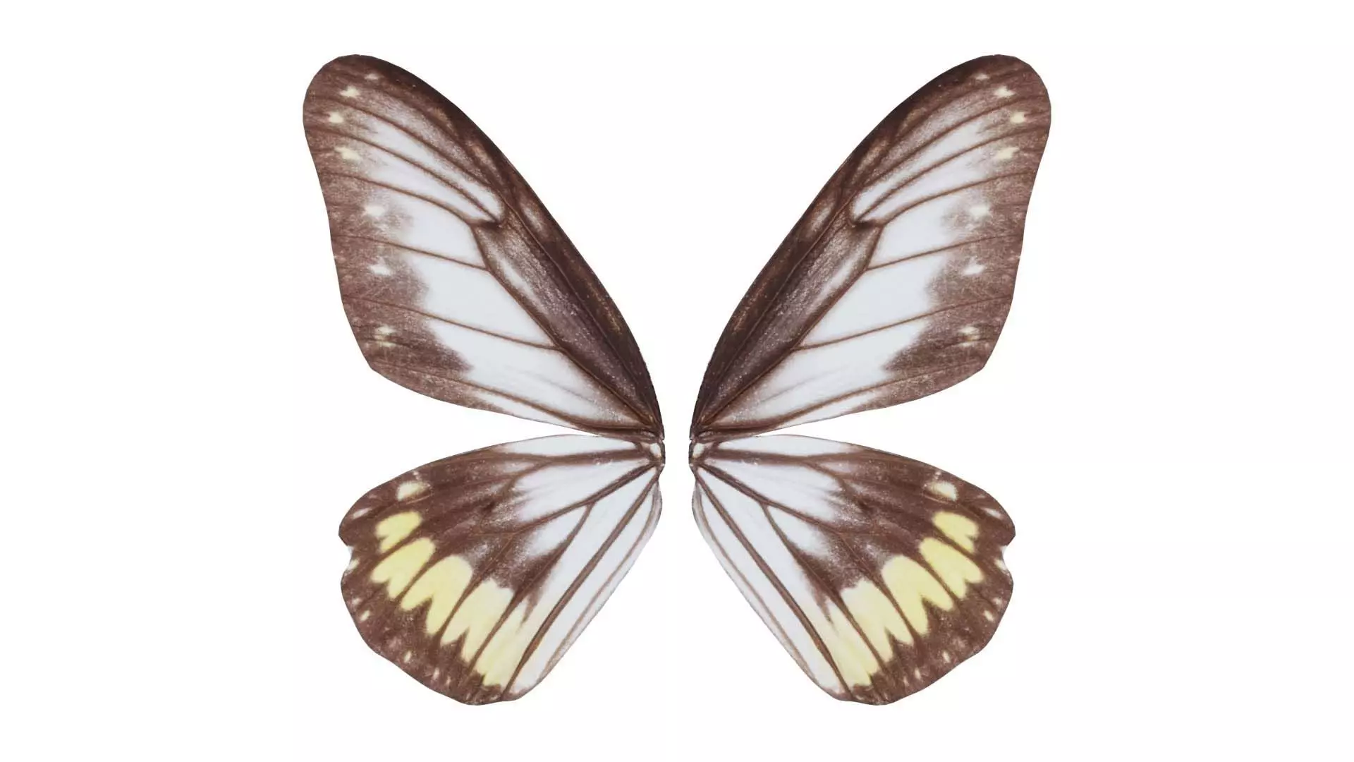 Common Rose Cethosia Biblis Low-poly 3D model_0