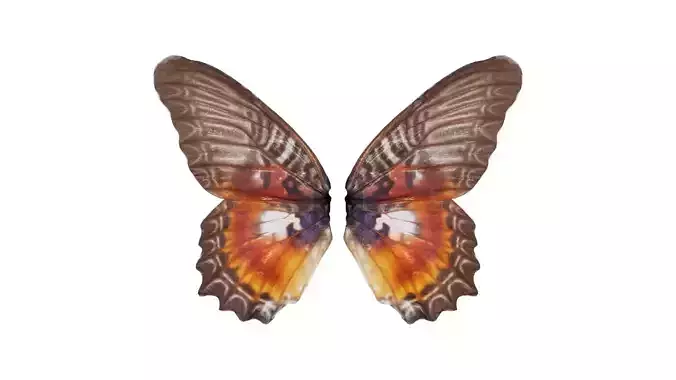 Common Rose Cethosia Biblis 2 Low-poly 3D model