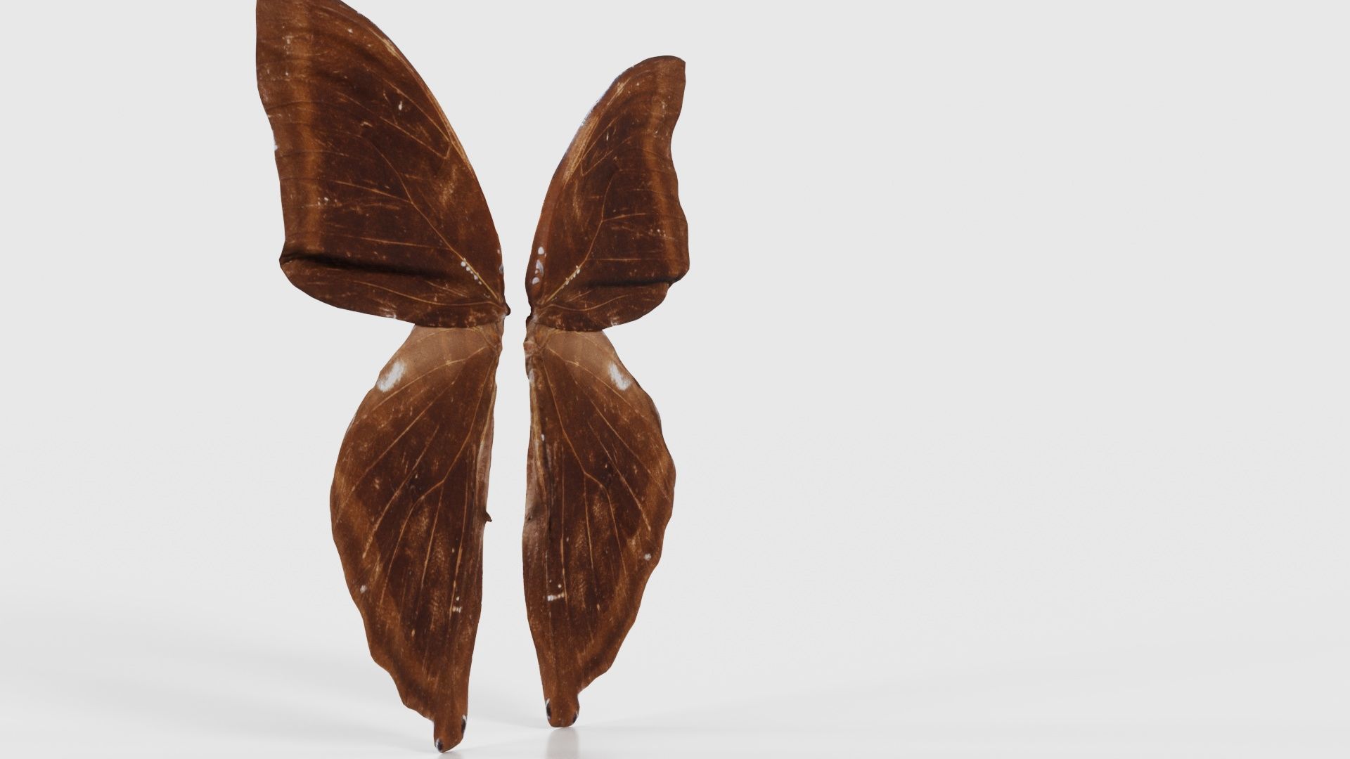 Common Rose Cethosia Biblis 3 Low-poly 3D model_17