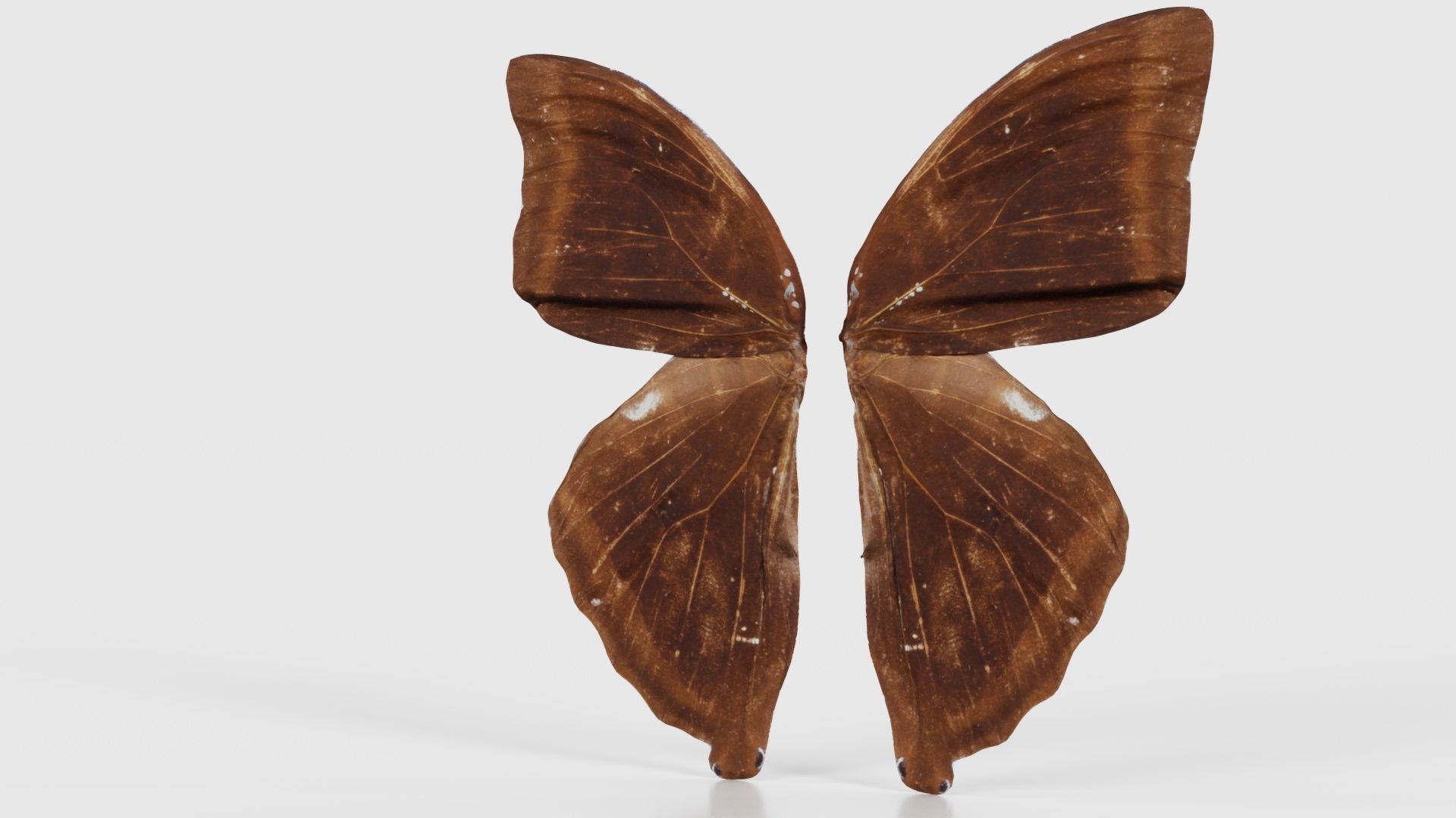 Common Rose Cethosia Biblis 3 Low-poly 3D model_26