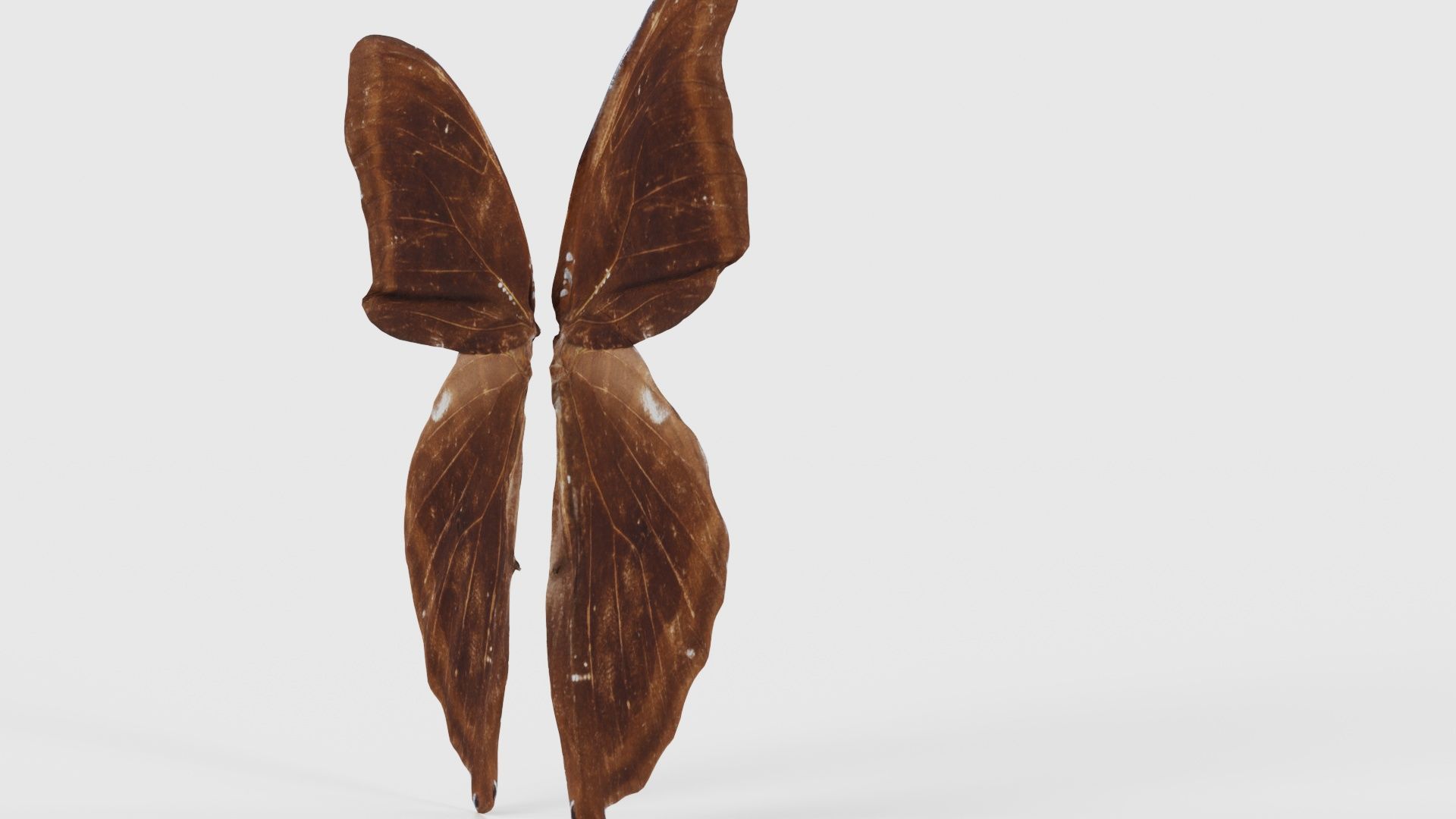 Common Rose Cethosia Biblis 3 Low-poly 3D model_19