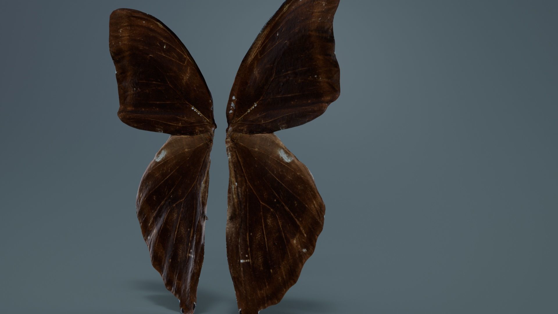 Common Rose Cethosia Biblis 3 Low-poly 3D model_2