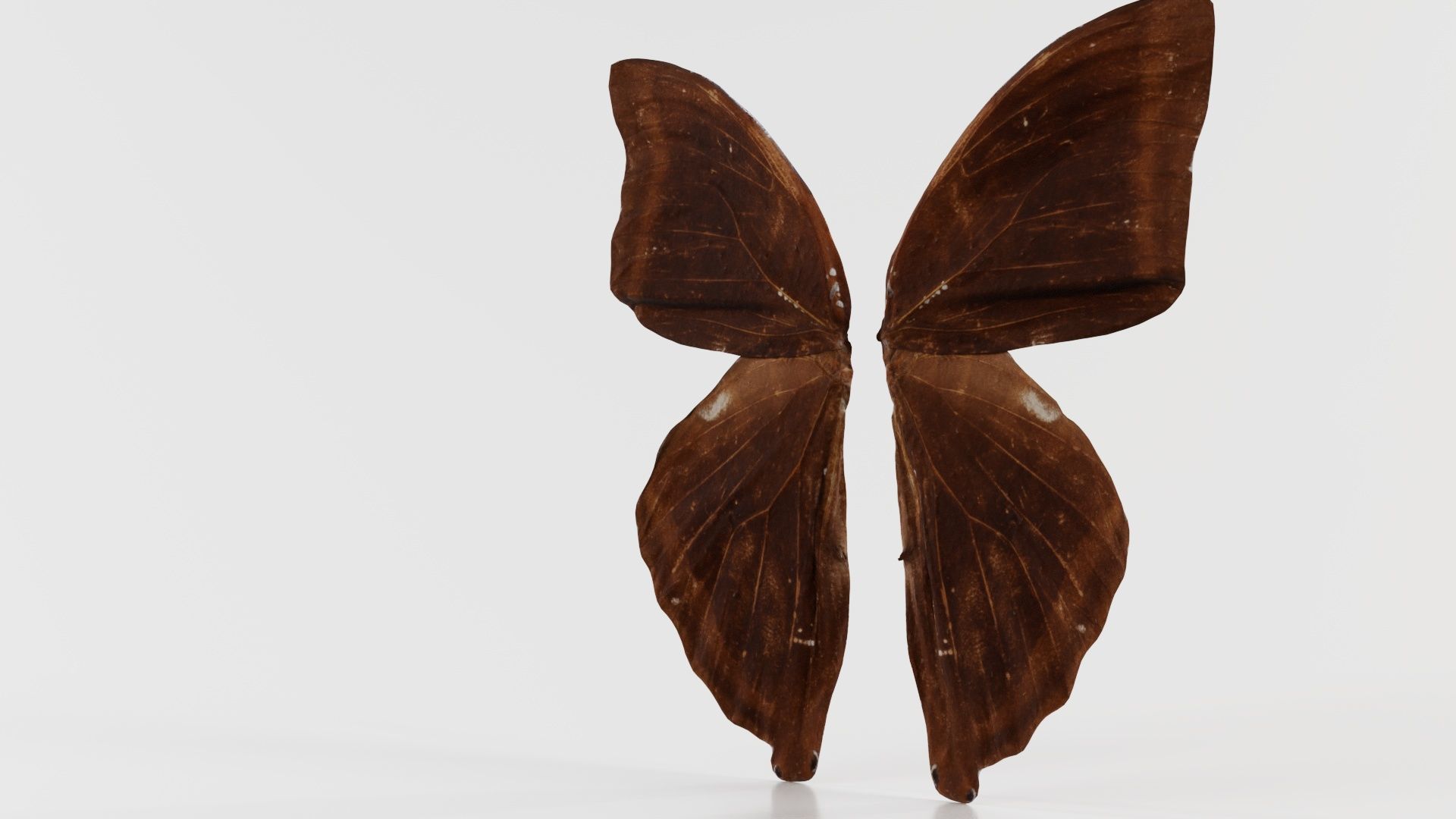 Common Rose Cethosia Biblis 3 Low-poly 3D model_1