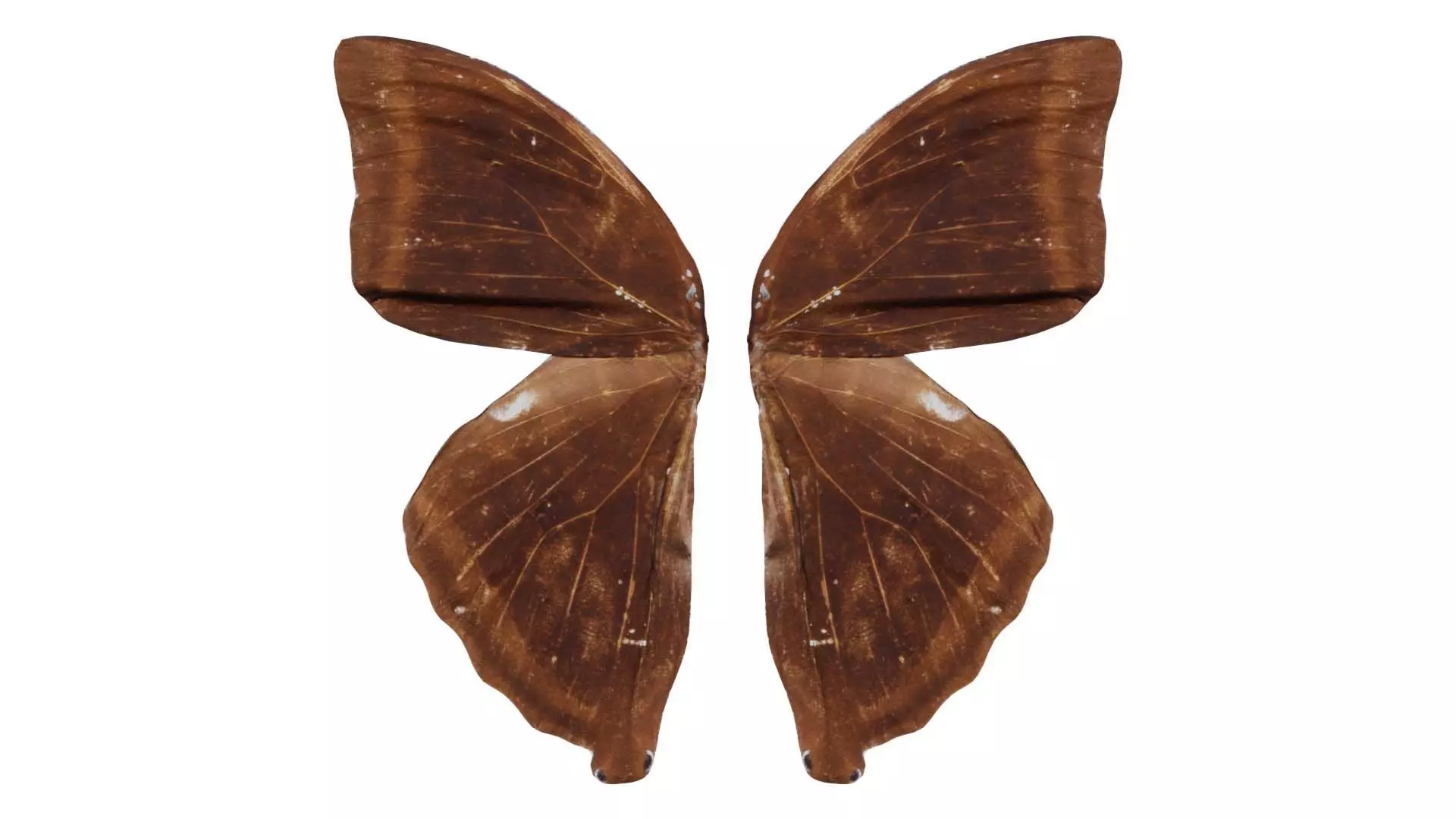 Common Rose Cethosia Biblis 3 Low-poly 3D model_0