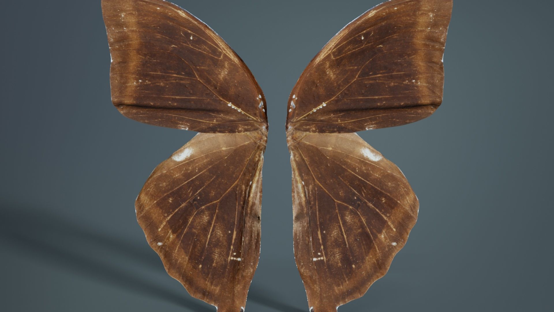 Common Rose Cethosia Biblis 3 Low-poly 3D model_6