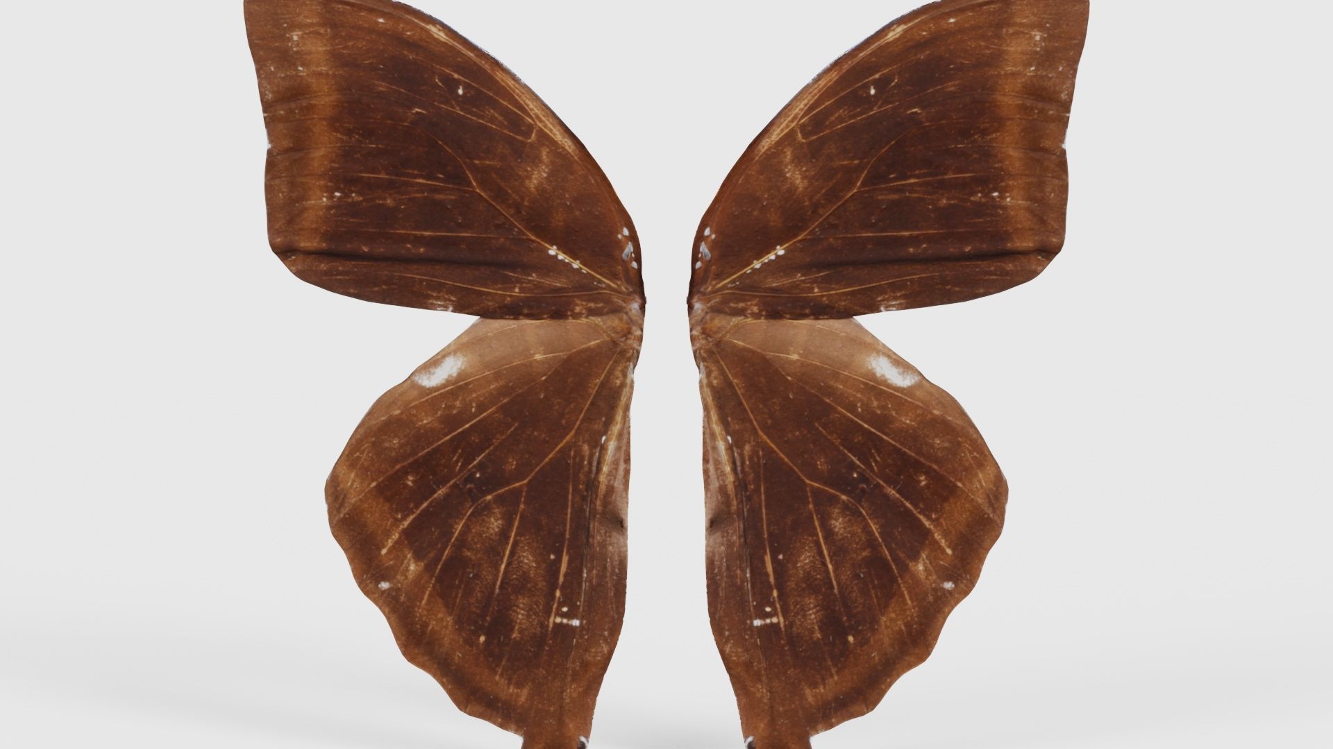 Common Rose Cethosia Biblis 3 Low-poly 3D model_21