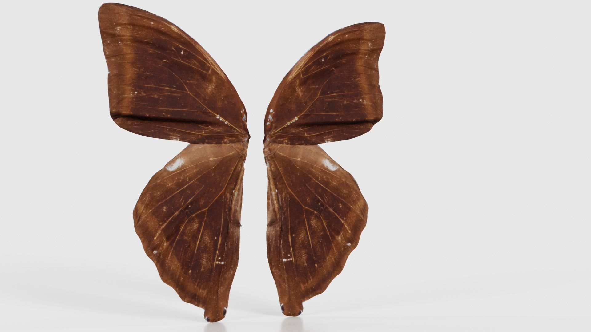 Common Rose Cethosia Biblis 3 Low-poly 3D model_16